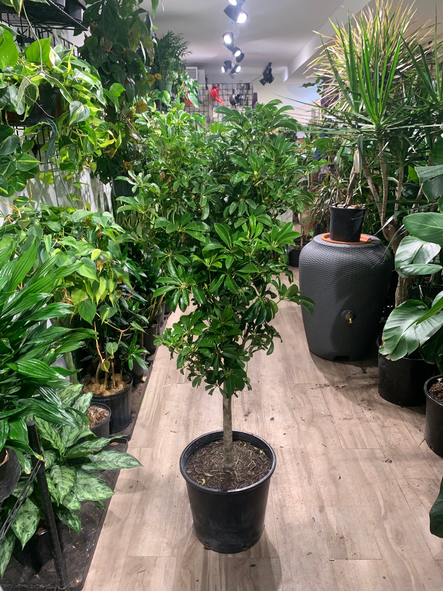 Dwarf Umbrella Tree: Schefflera arboricola - 14 inch pot - 5-5.5' Tall — indoor plant — indoor plant for sale by Promise Supply for delivery and pickup in Toronto.