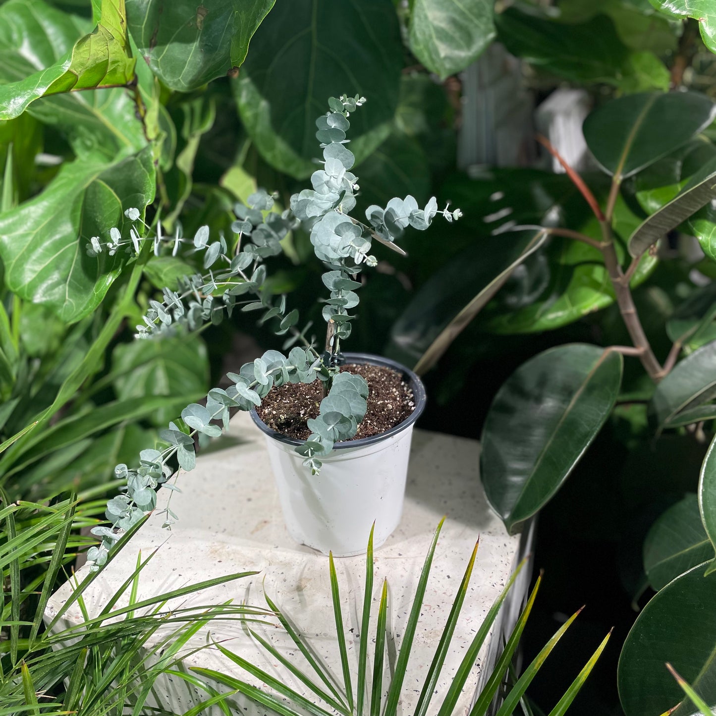 Glacier Cider Gum Tree: Eucalyptus gunii - 6 inch pot — indoor plant — indoor plant for sale by Promise Supply for delivery and pickup in Toronto.