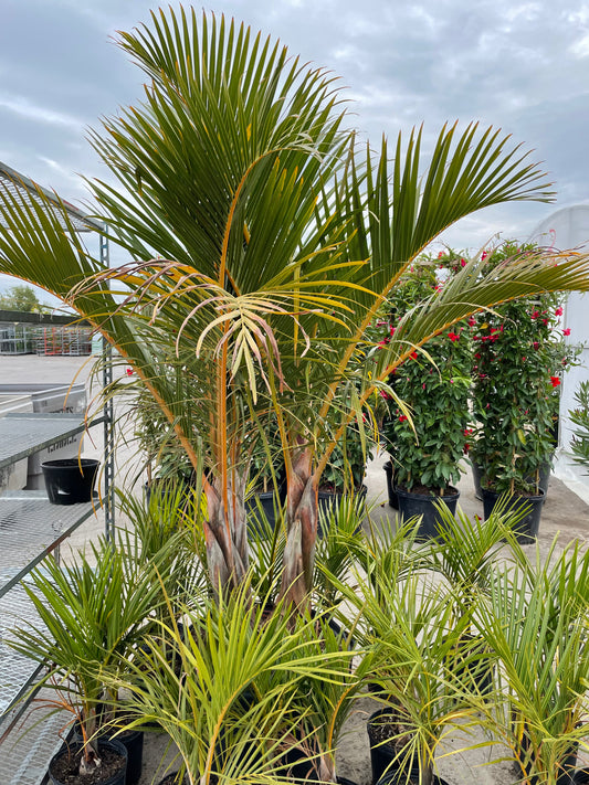 Spindle Palm (Hyophorbe verschaffeltii) in a 25 inch pot. Indoor plant for sale by Promise Supply for delivery and pickup in Toronto