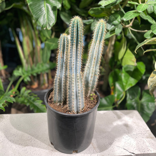 Blue Candle Cactus: Pilocereus azureus - 12 inch pot - 2-3 foot tall — indoor plant — indoor plant for sale by Promise Supply for delivery and pickup in Toronto.