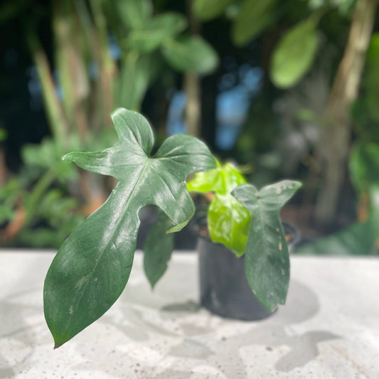 Florida Green: Philodendron - 6 inch pot — indoor plant — indoor plant for sale by Promise Supply for delivery and pickup in Toronto.