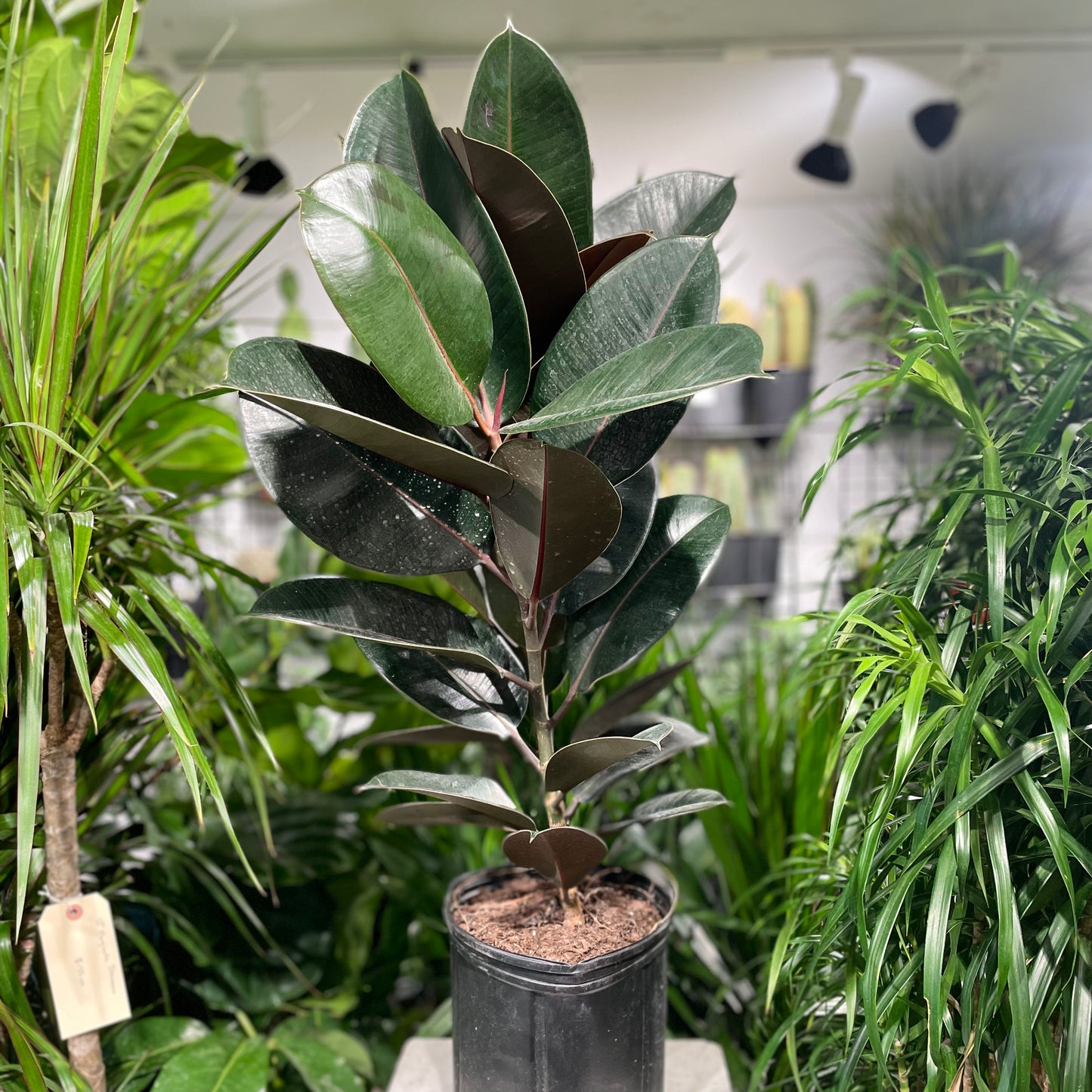 Rubber Plant, Rubber Tree, Rubber Ficus (Ficus elastica) in a 10 inch pot. Indoor plant for sale by Promise Supply for delivery and pickup in Toronto