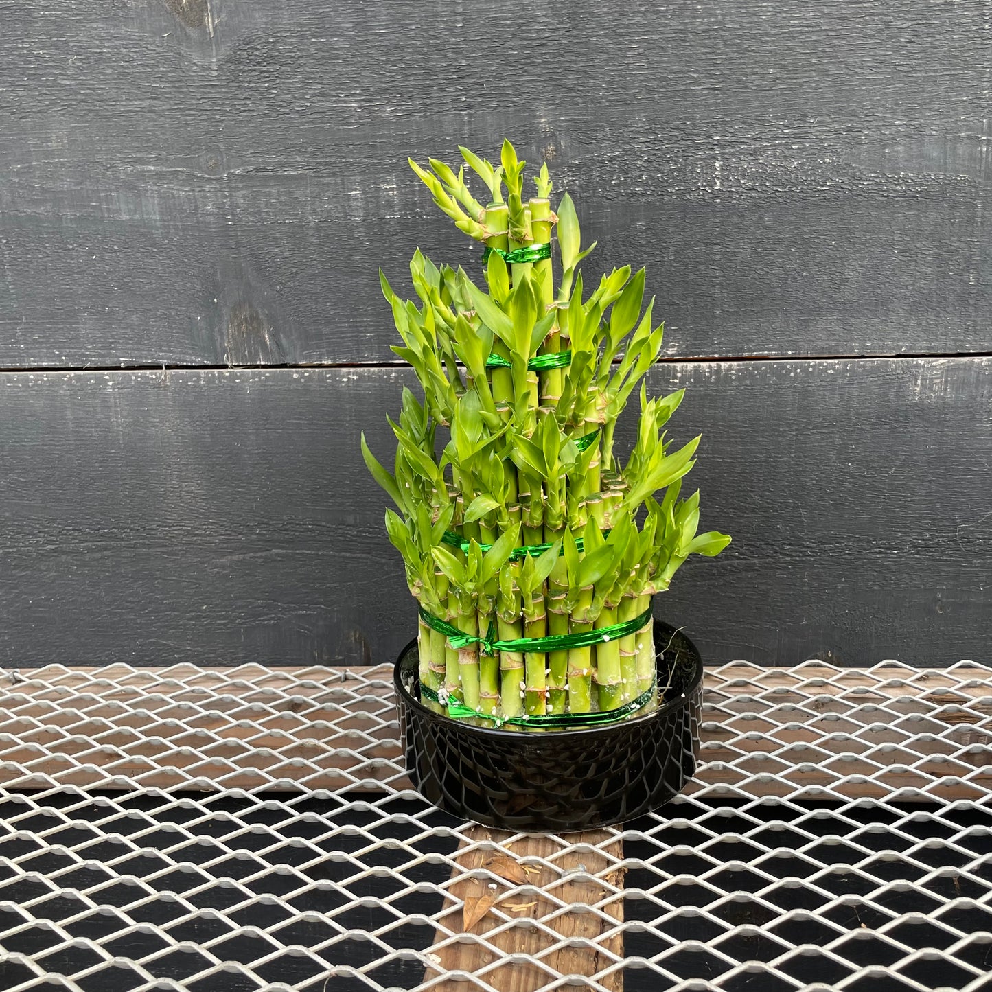 Lucky Bamboo: Dracaena sanderiana - 10 inch pot - 1 foot tall — indoor plant — indoor plant for sale by Promise Supply for delivery and pickup in Toronto.
