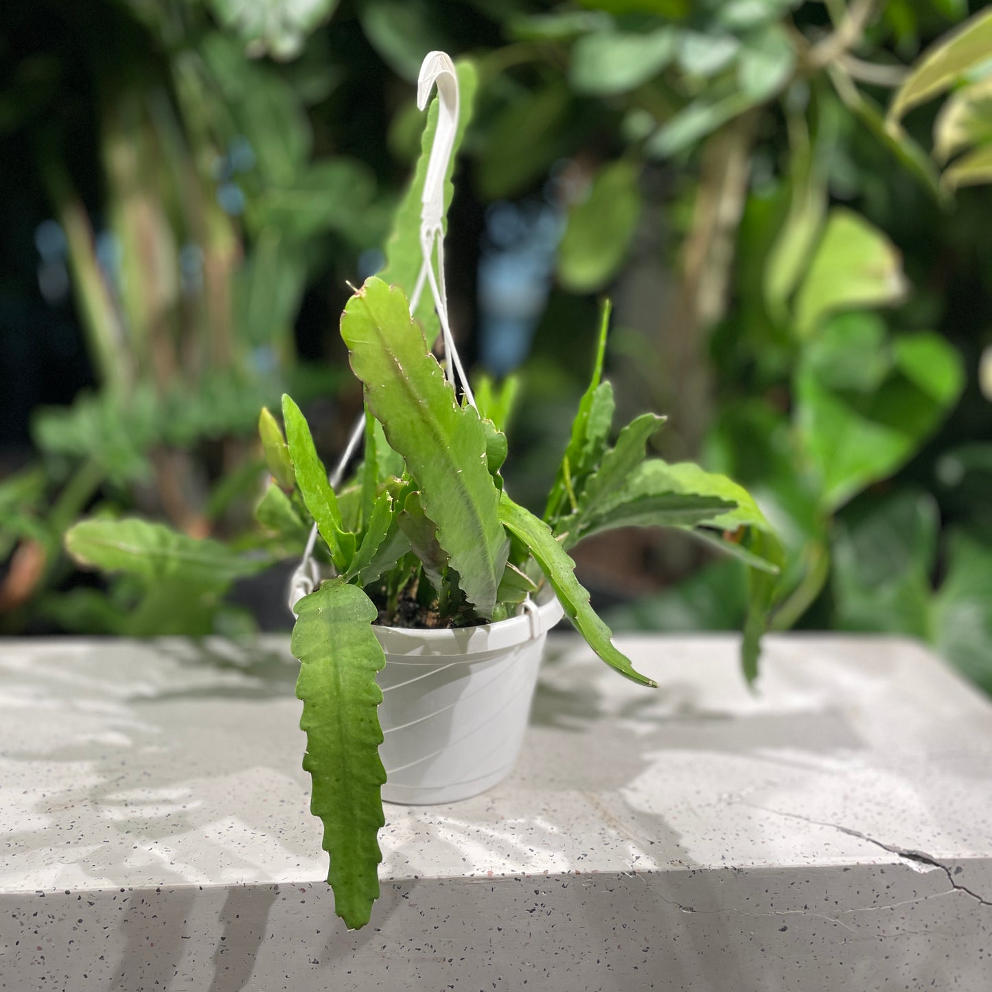 Orchid Cactus: Disocactus ackermannii - 8 inch hanging basket — indoor plant — indoor plant for sale by Promise Supply for delivery and pickup in Toronto.