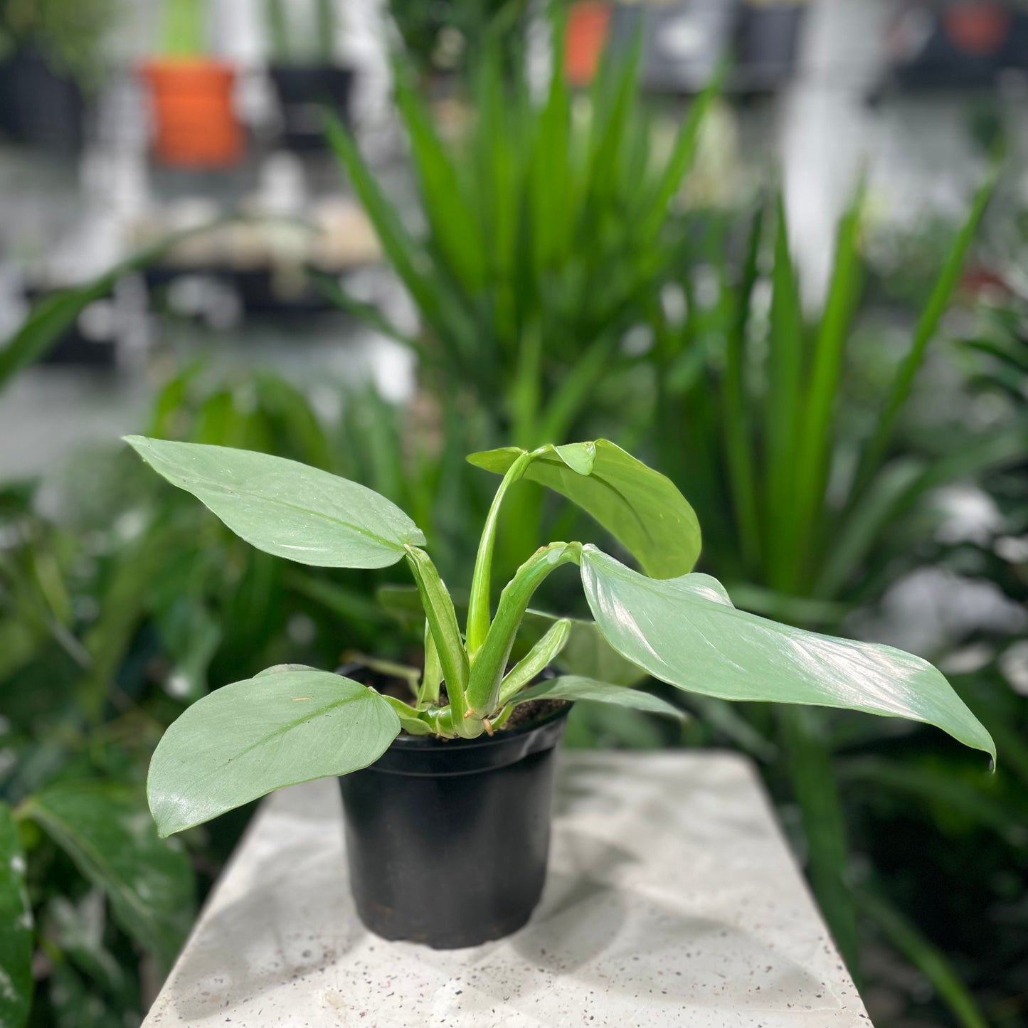 Silver Sword: Philodendron hastatum - 6 inch pot — indoor plant — indoor plant for sale by Promise Supply for delivery and pickup in Toronto.