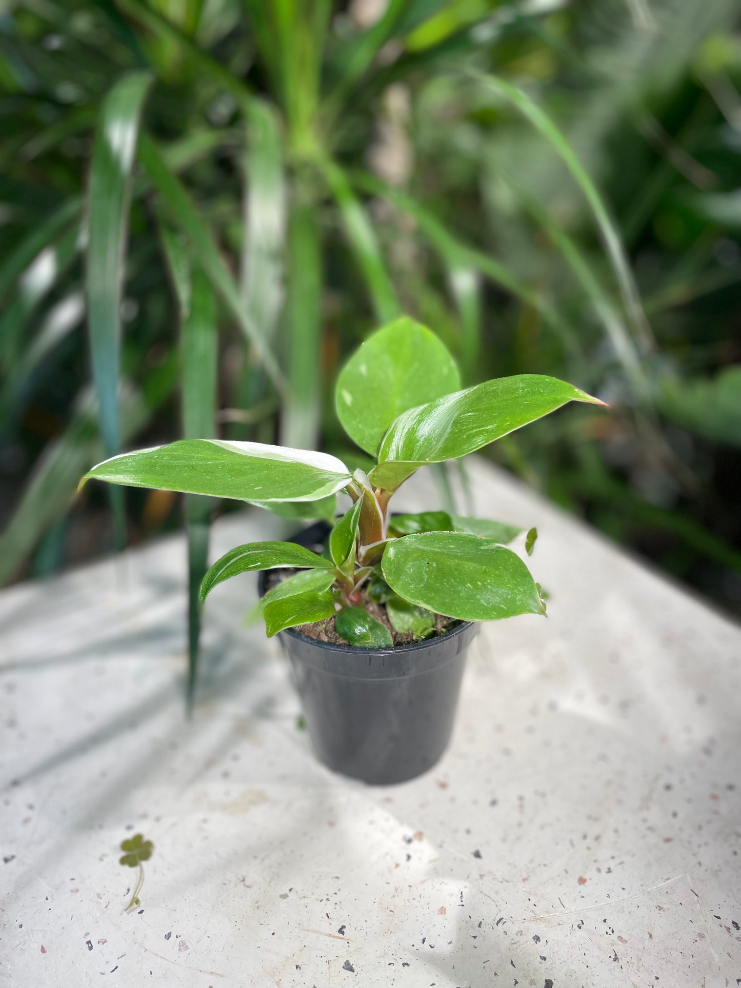 White Knight: Philodendron sp. - 4 inch pot — indoor plant — indoor plant for sale by Promise Supply for delivery and pickup in Toronto.
