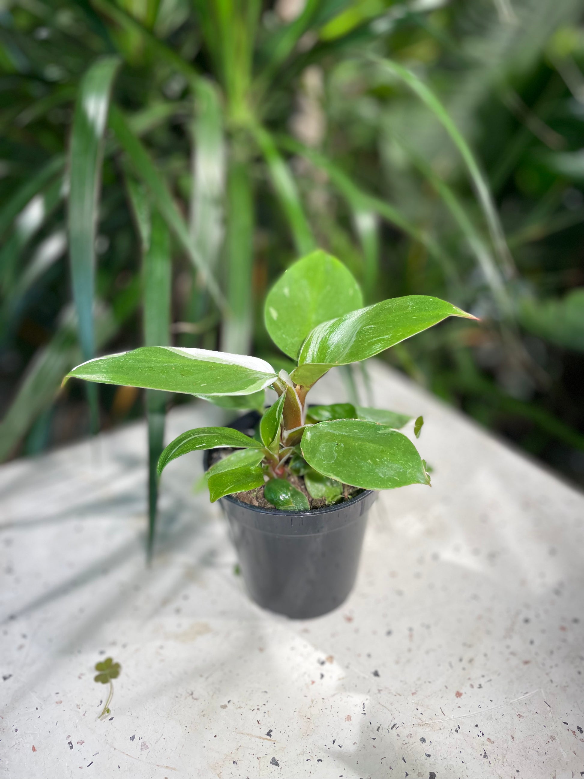 White Knight: Philodendron sp. - 4 inch pot — indoor plant — indoor plant for sale by Promise Supply for delivery and pickup in Toronto.