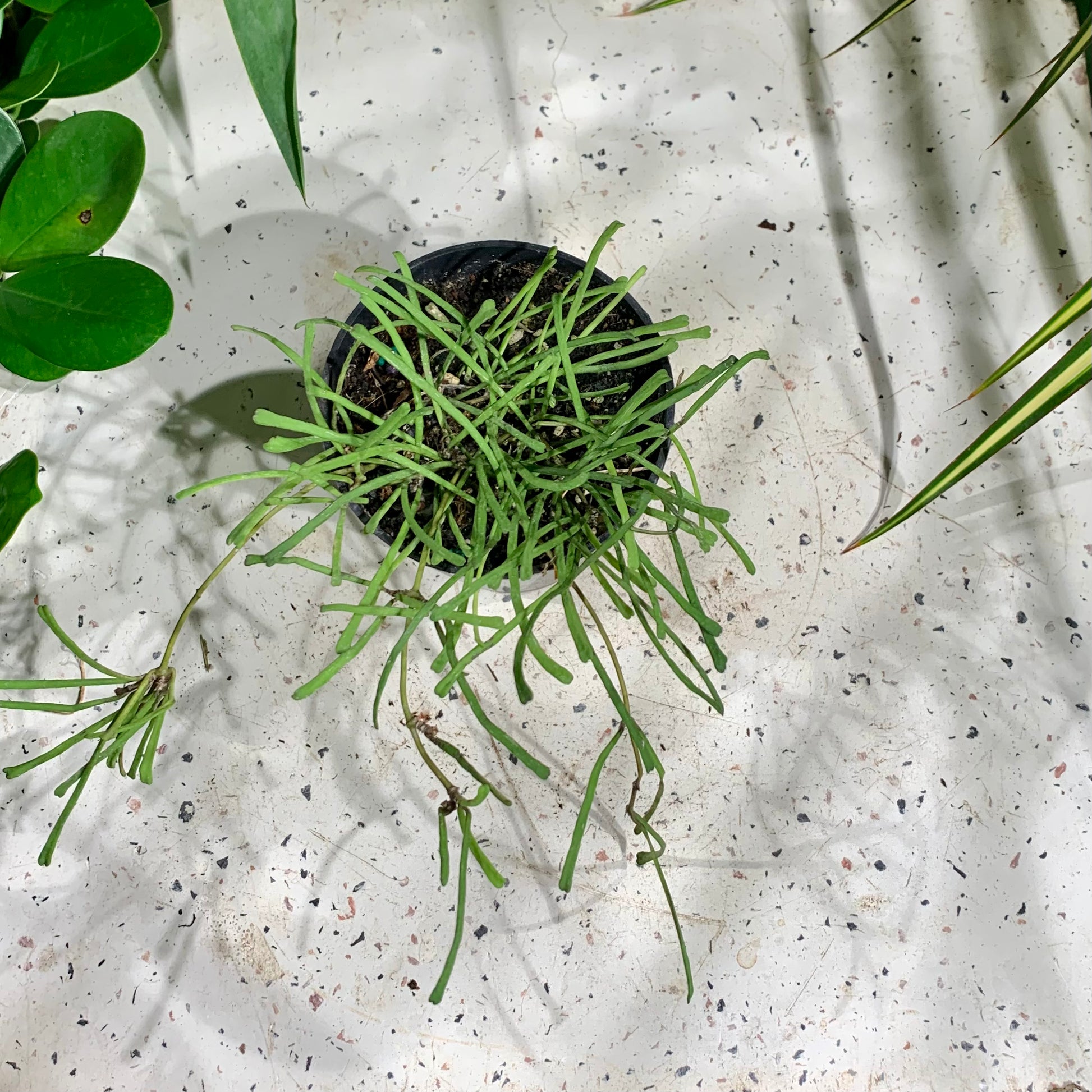 Grass Leaf Wax Plant: Hoya retusa - 4 inch pot — indoor plant — indoor plant for sale by Promise Supply for delivery and pickup in Toronto.
