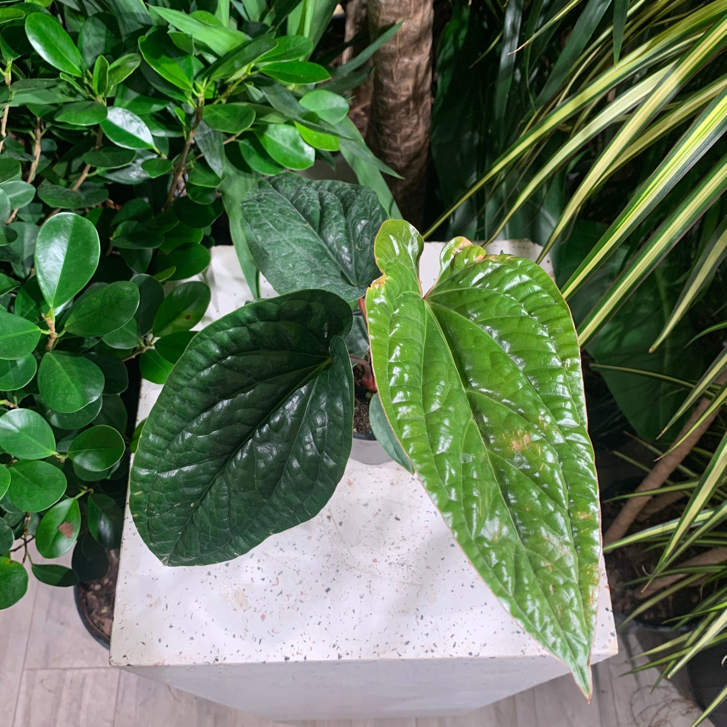 Quilted Hearts Laceleaf: Anthurium Radicans x Luxurians - 4 inch pot — indoor plant — indoor plant for sale by Promise Supply for delivery and pickup in Toronto.