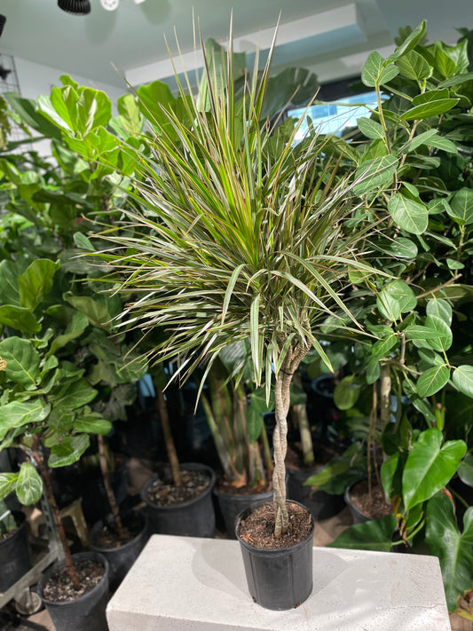 Braided Bicolour Dragon Tree: Dracaena marginata - 10 inch pot - 4-5 foot tall — indoor plant — indoor plant for sale by Promise Supply for delivery and pickup in Toronto.