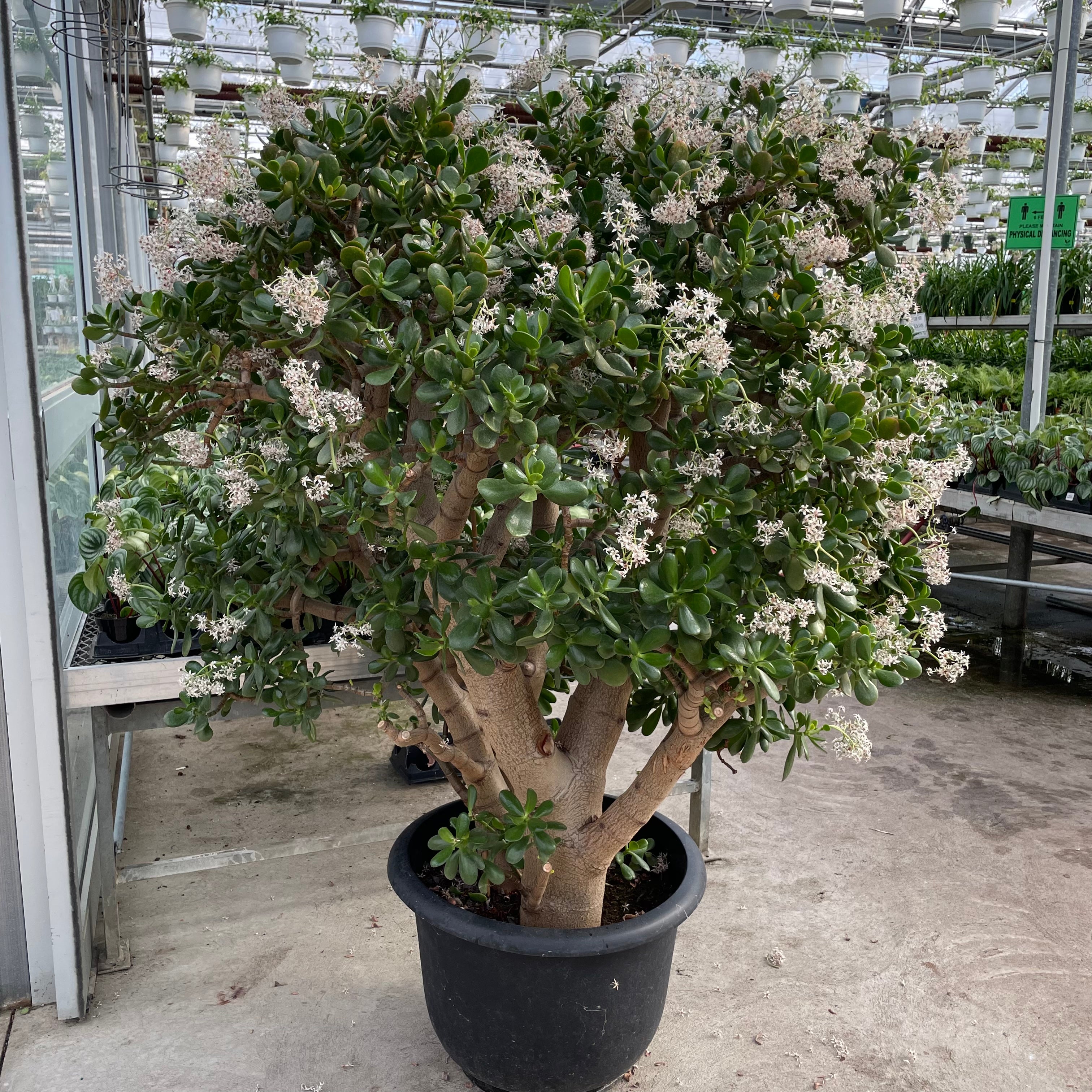 biggest jade plant Jade Tree: Crassula Ovata - 17" Pot