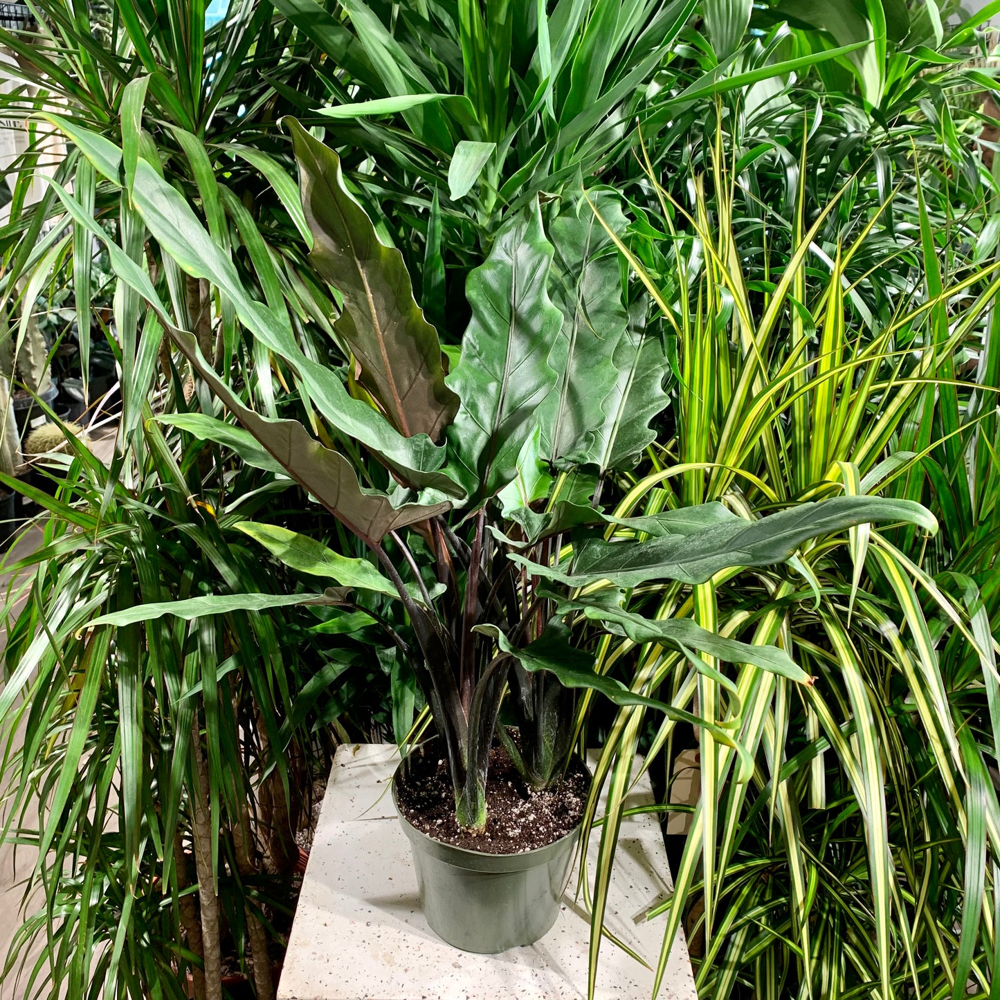 Purple Sword Elephant Ear: Alocasia lauterbachiana - 6 inch pot — indoor plant — indoor plant for sale by Promise Supply for delivery and pickup in Toronto.
