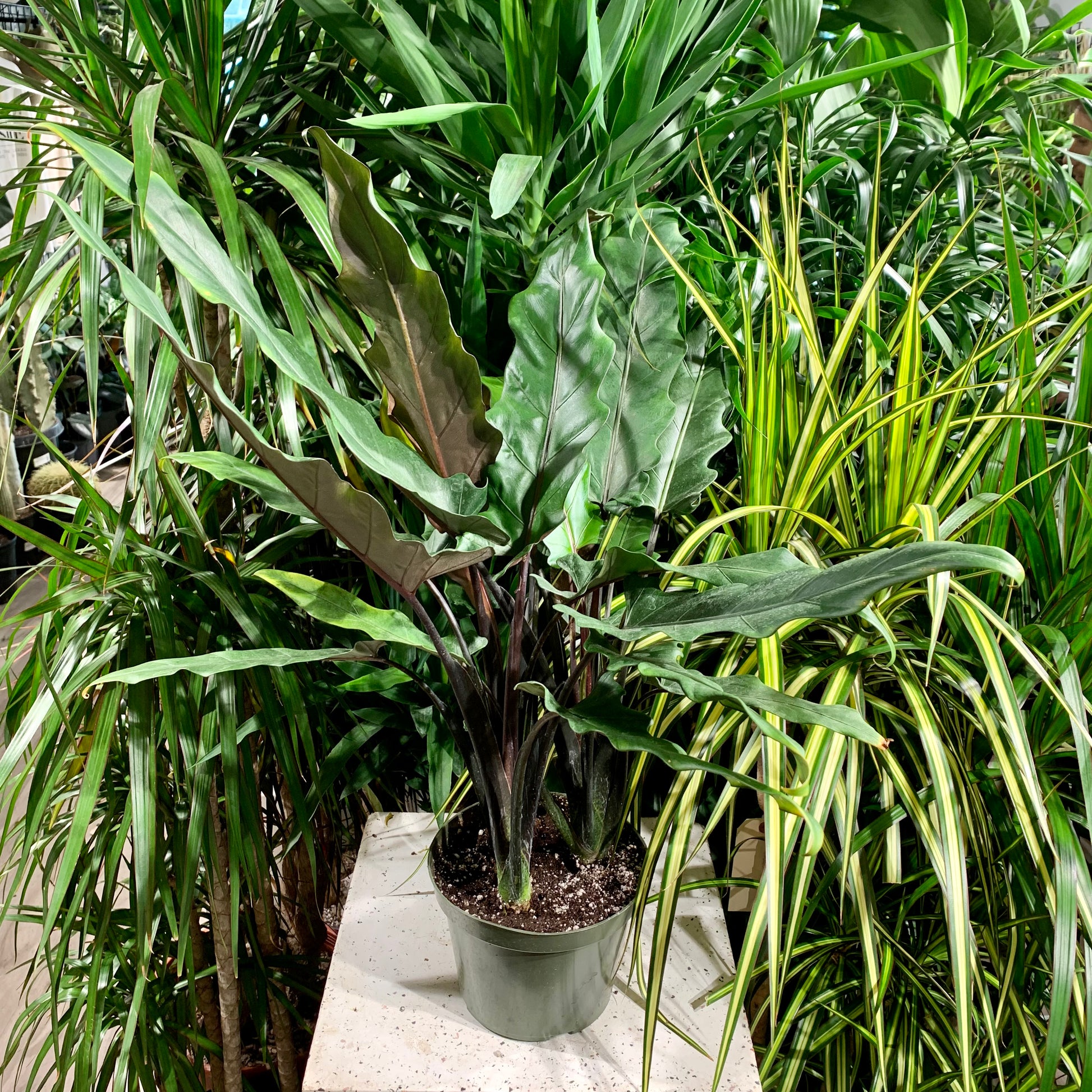 Purple Sword Elephant Ear: Alocasia lauterbachiana - 6 inch pot — indoor plant — indoor plant for sale by Promise Supply for delivery and pickup in Toronto.