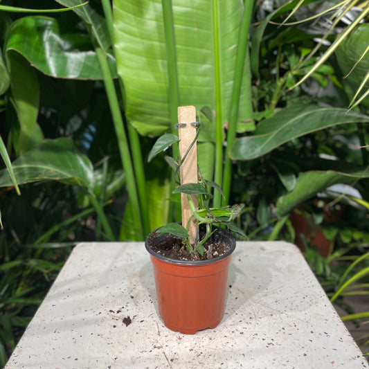Dragon Tail Pothos Totem: Epipremnum pinnatum - 4 inch pot — indoor plant — indoor plant for sale by Promise Supply for delivery and pickup in Toronto.