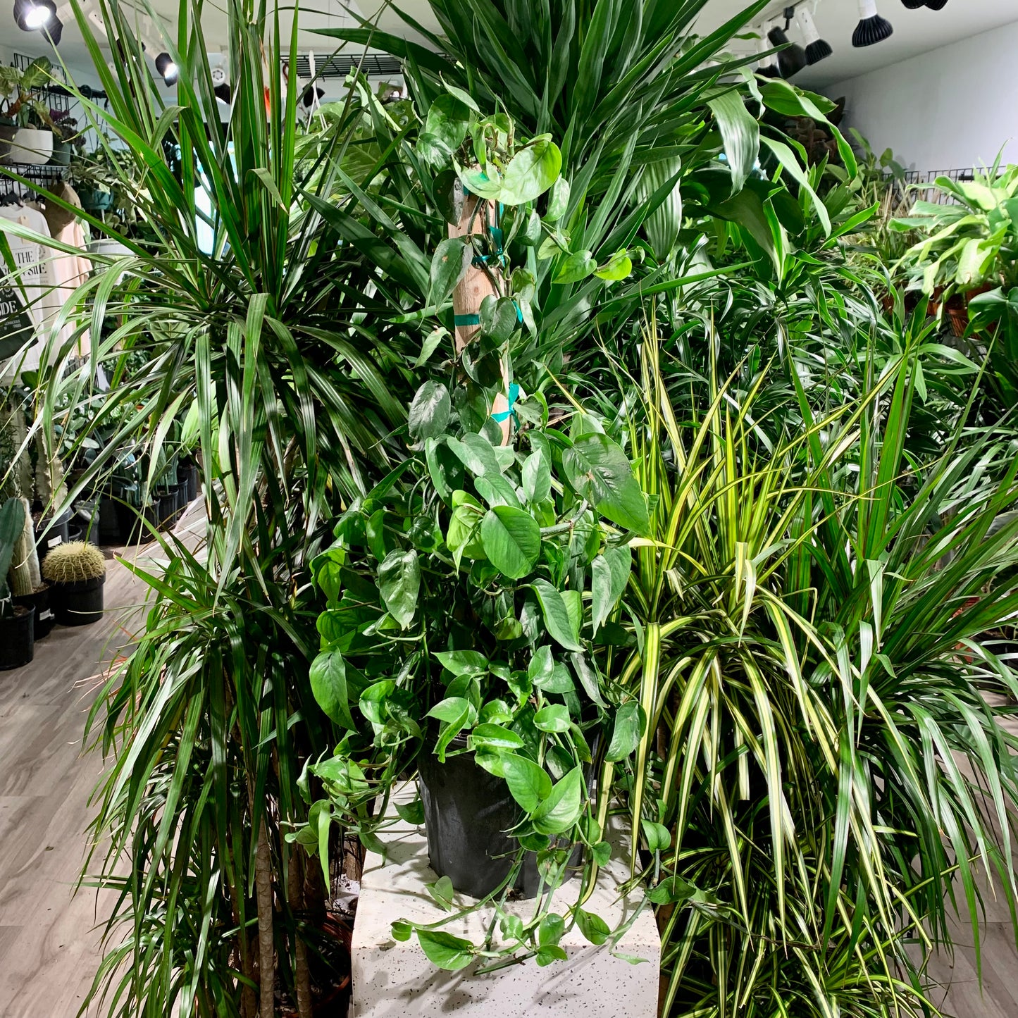 Dragon Tail (Rhaphidophora decursiva) in a 3 inch pot. Indoor plant for sale by Promise Supply for delivery and pickup in Toronto