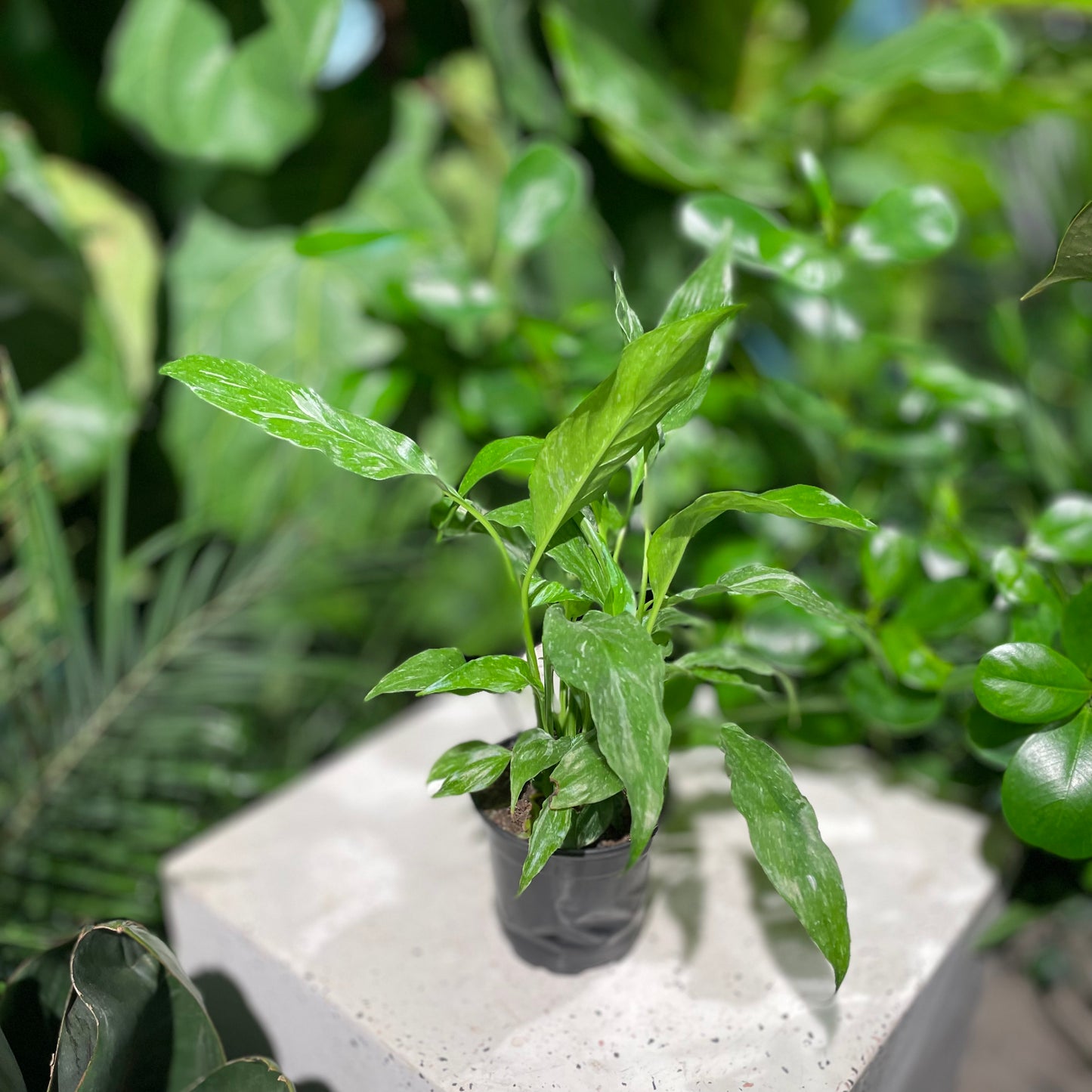 Domino Variegated Peace Lily: Spathiphyllum - 4 inch pot — indoor plant — indoor plant for sale by Promise Supply for delivery and pickup in Toronto.