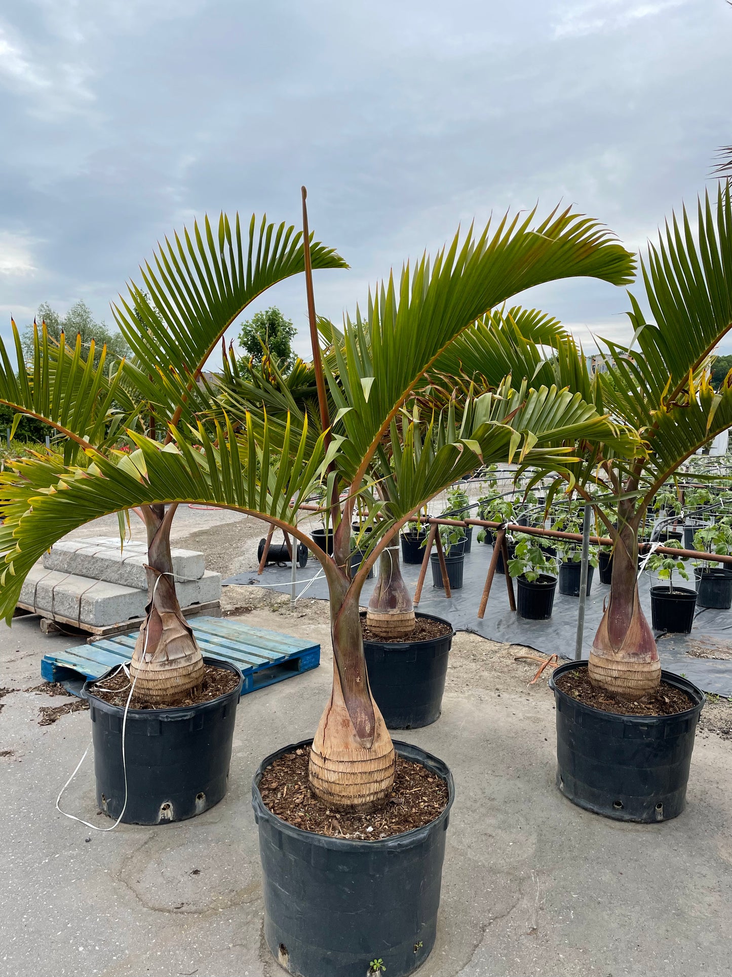 Bottle Palm: Hyophorbe lagenicaulis - 21 inch pot/25 gallon - 7 foot tall — indoor plant — indoor plant for sale by Promise Supply for delivery and pickup in Toronto.