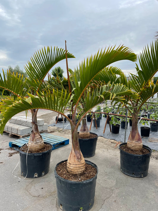 Single Bottle Palm (Hyophorbe lagenicaulis) in a 25 inch pot. Indoor plant for sale by Promise Supply for delivery and pickup in Toronto