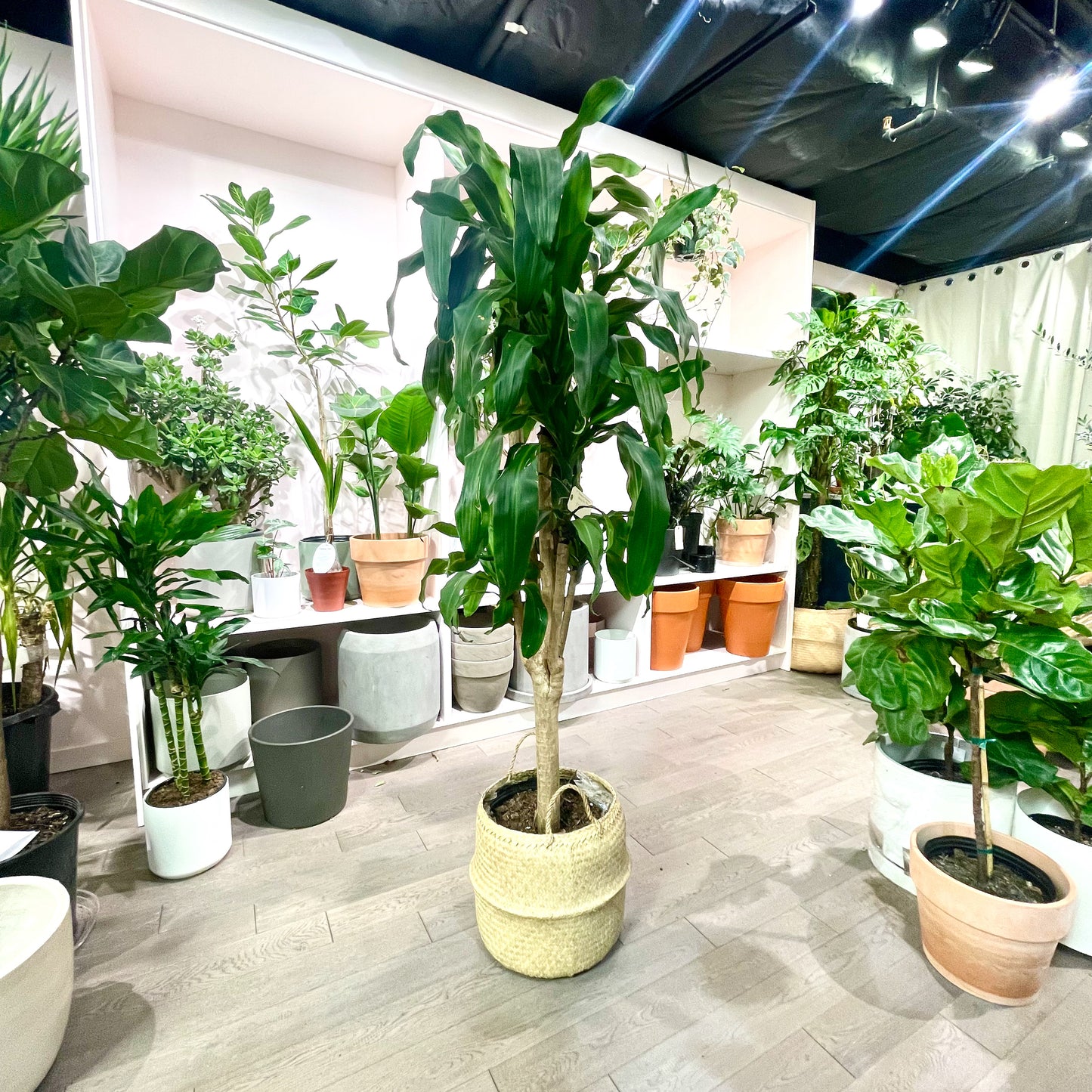 Forked Corn Plant: Dracaena massangeana - 14 inch pot - 6 foot tall — indoor plant — indoor plant for sale by Promise Supply for delivery and pickup in Toronto.