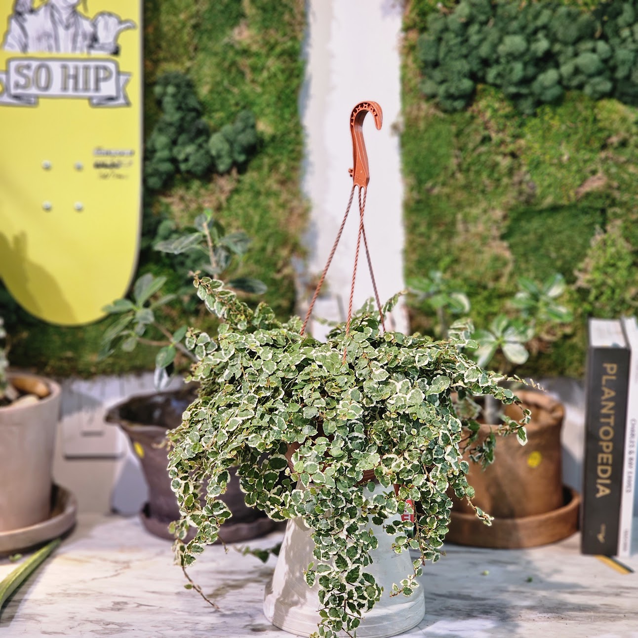 Variegated Creeping Fig: Ficus pumila - 6 inch hanging basket — indoor plant — indoor plant for sale by Promise Supply for delivery and pickup in Toronto.