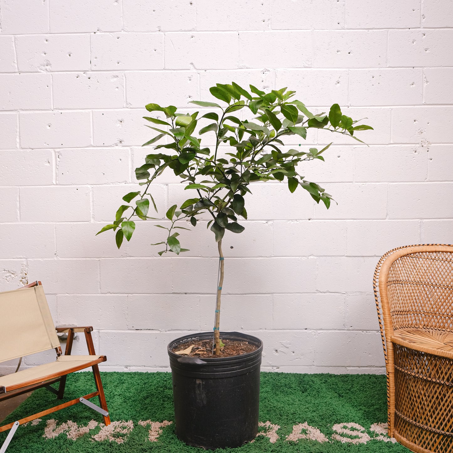 Lime Tree (Citrus × various varieties) in a 16 inch pot. Indoor plant for sale by Promise Supply for delivery and pickup in Toronto