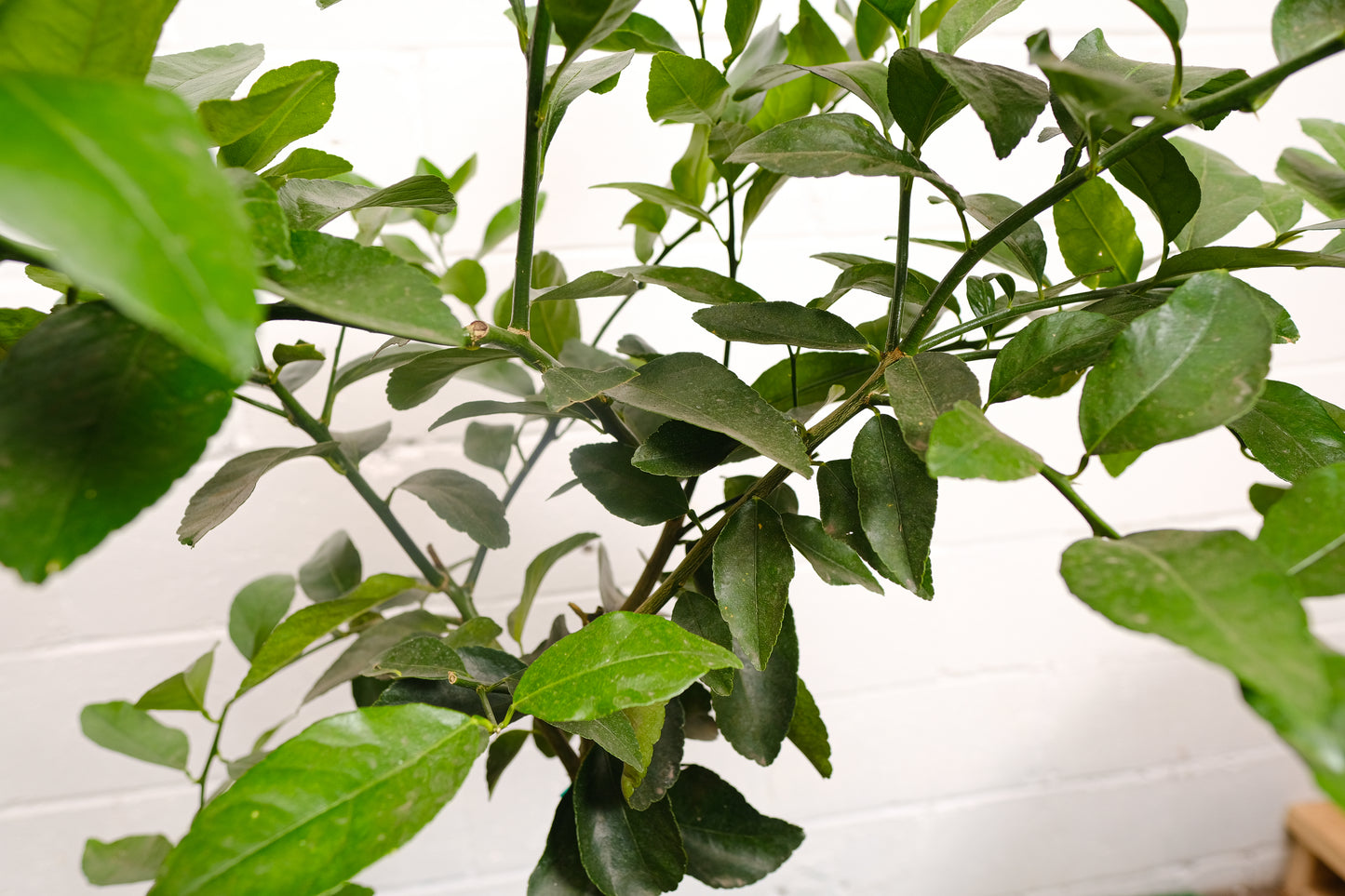 Lime Tree (Citrus × various varieties) in a 16 inch pot. Indoor plant for sale by Promise Supply for delivery and pickup in Toronto