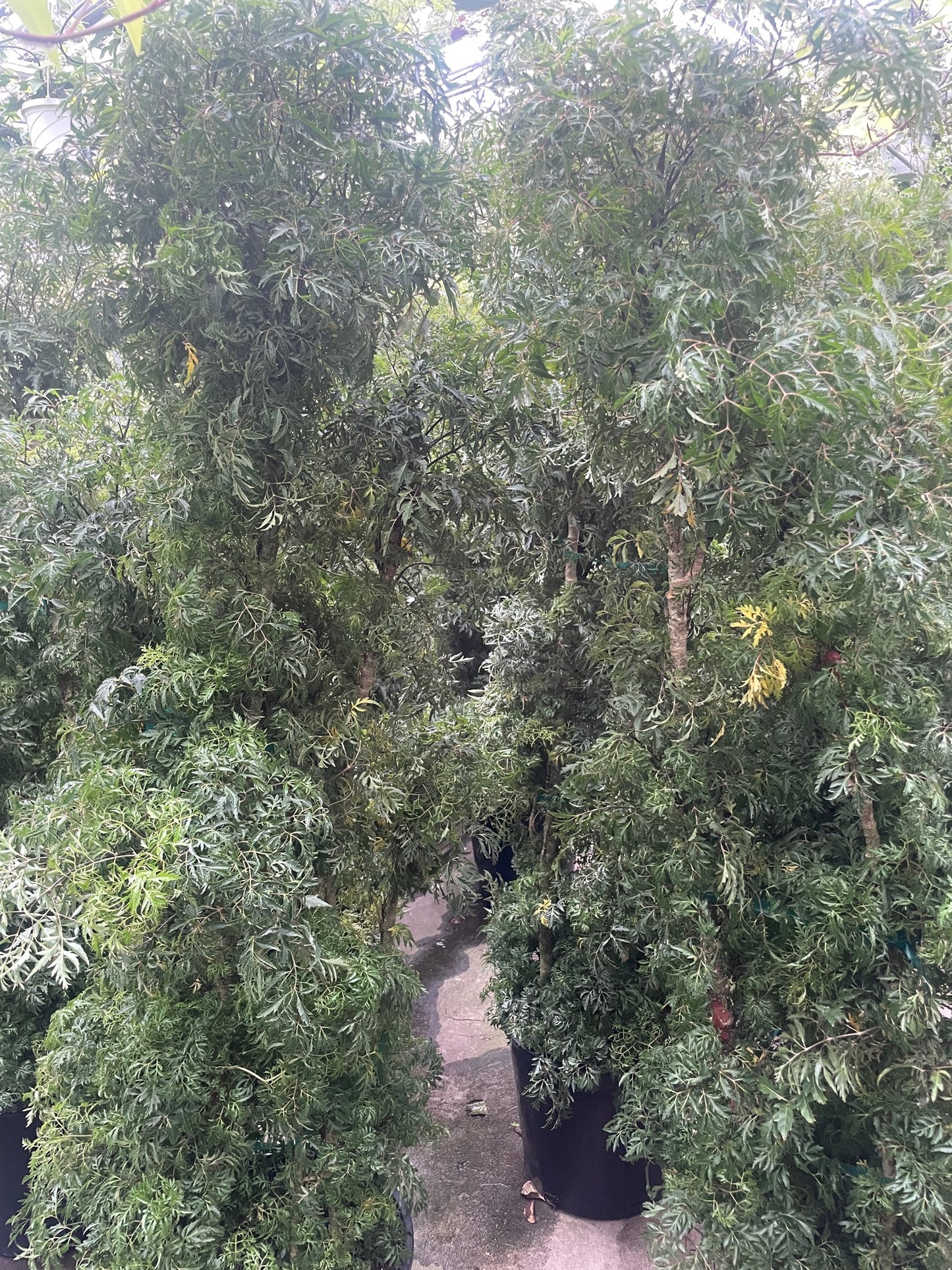 Ming Aralia: Polyscias fruticosa - 14 inch pot - 5.5-6 foot tall — indoor plant — indoor plant for sale by Promise Supply for delivery and pickup in Toronto.