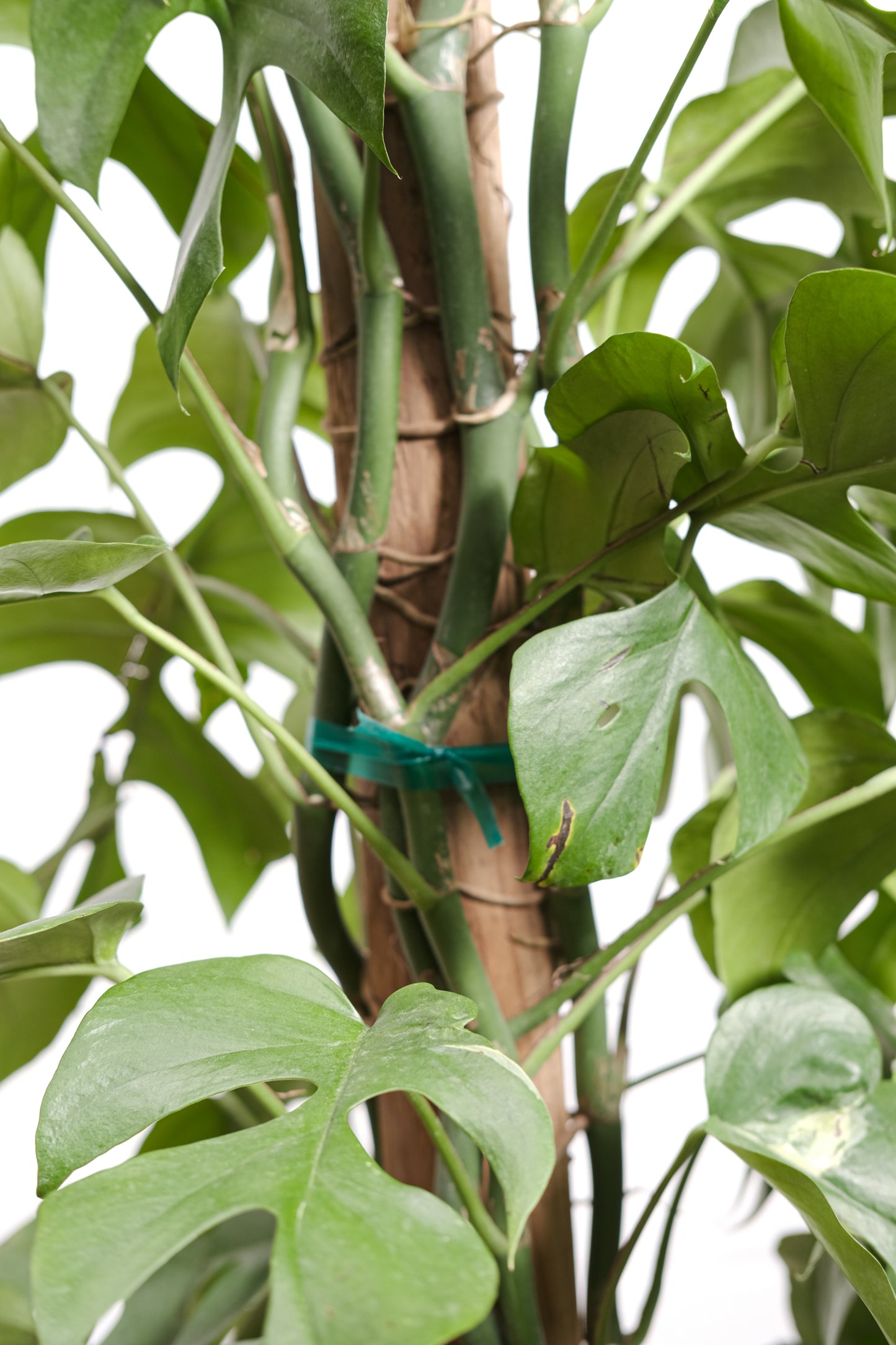 Mini Monstera Totem: Rhaphidophora tetrasperma - 10 inch pot - 3 foot tall — indoor plant — indoor plant for sale by Promise Supply for delivery and pickup in Toronto.