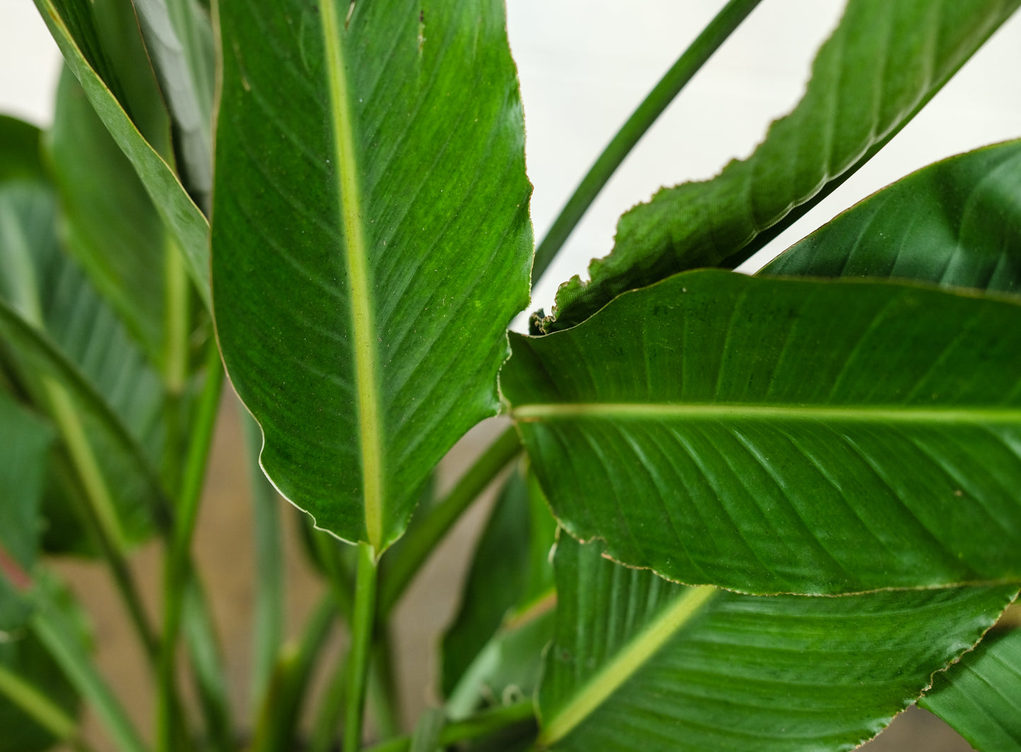 Orange Bird of Paradise: Strelitzia reginae - 14 inch pot - 5 foot tall — indoor plant — indoor plant for sale by Promise Supply for delivery and pickup in Toronto.