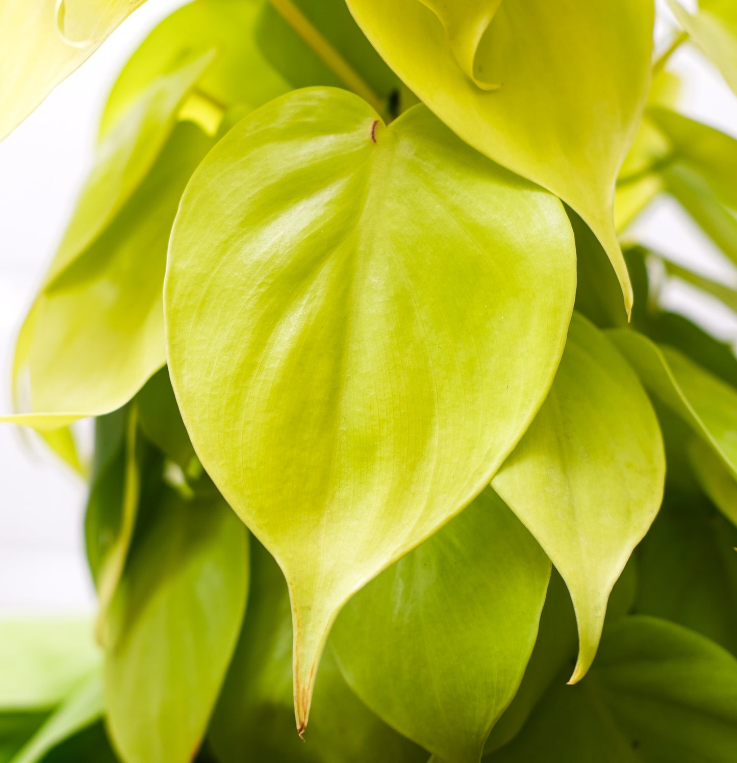 Neon Heart Leaf Totem: Philodendron cordatum - 8 inch pot - 2 foot tall — indoor plant — indoor plant for sale by Promise Supply for delivery and pickup in Toronto.