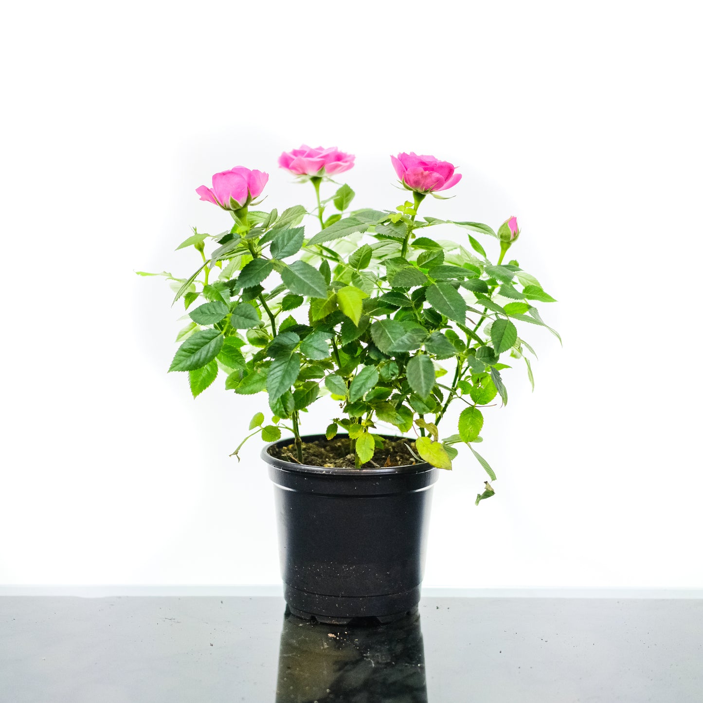 Miniature Rose (Rosa hybrid) in a 5 inch pot. Indoor plant for sale by Promise Supply for delivery and pickup in Toronto