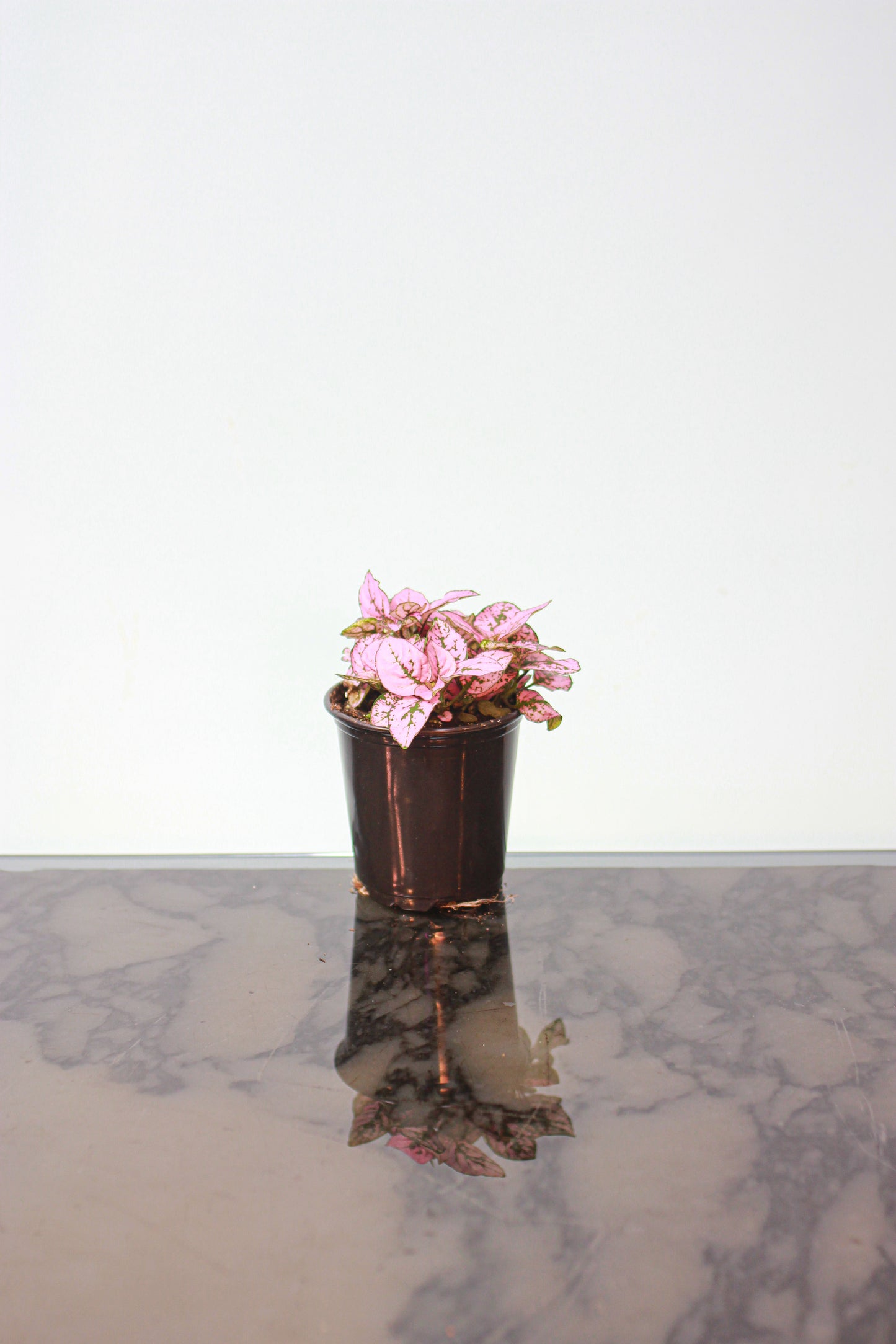 Pink Polka Dot Plant: Hypoestes phyllostachya - 4 inch pot — indoor plant — indoor plant for sale by Promise Supply for delivery and pickup in Toronto.