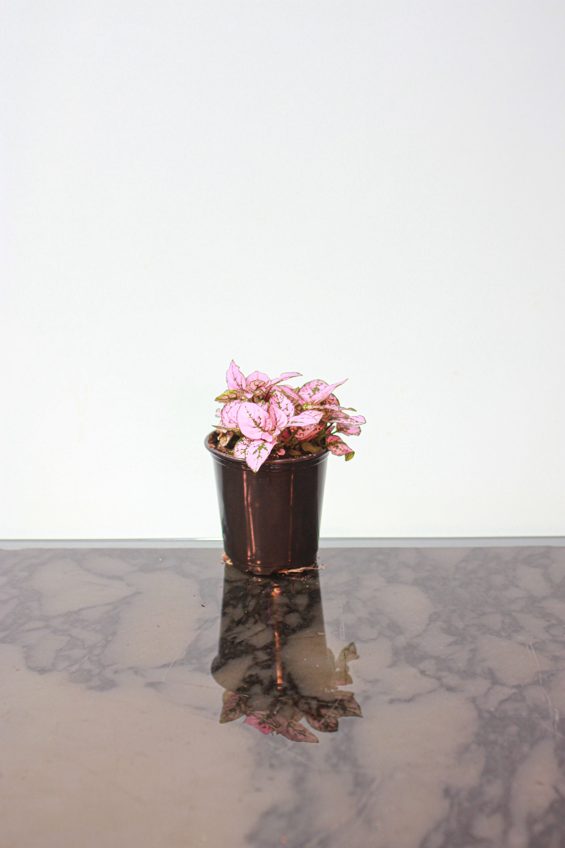 Pink Polka Dot Plant: Hypoestes phyllostachya - 4 inch pot — indoor plant — indoor plant for sale by Promise Supply for delivery and pickup in Toronto.