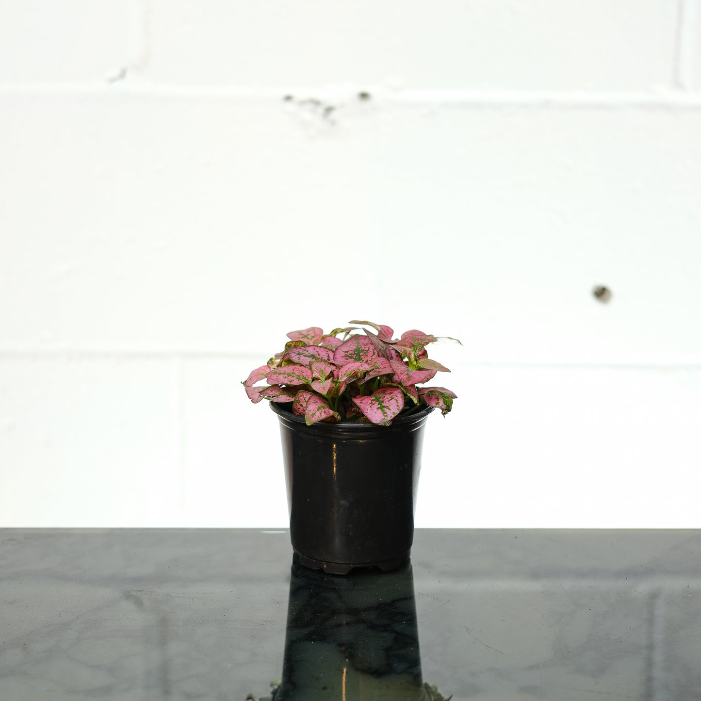 Red Polka Dot Plant: Hypoestes phyllostachya - 4 inch pot — indoor plant — indoor plant for sale by Promise Supply for delivery and pickup in Toronto.