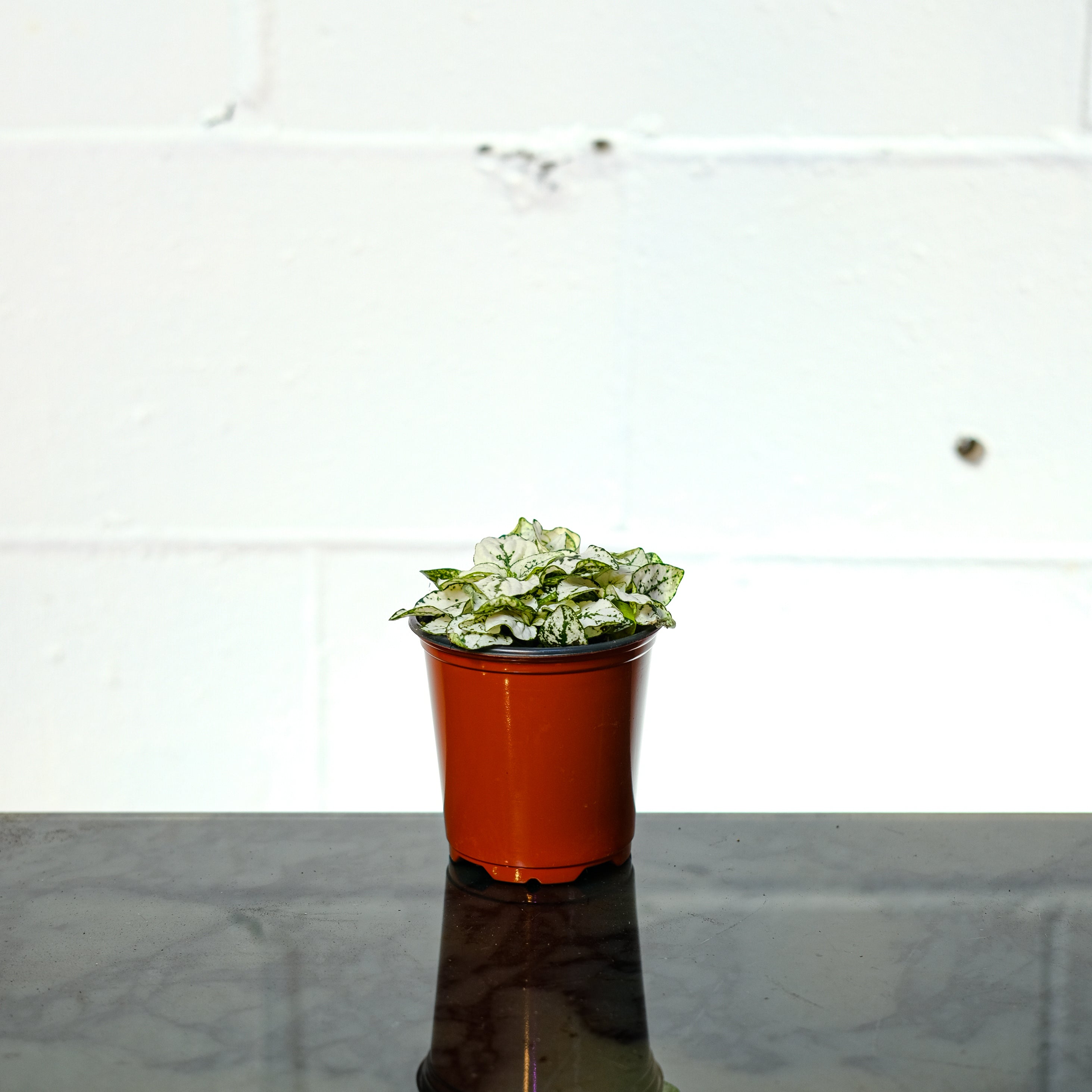 Polka Dot Plant (Hypoestes Phyllostachya)