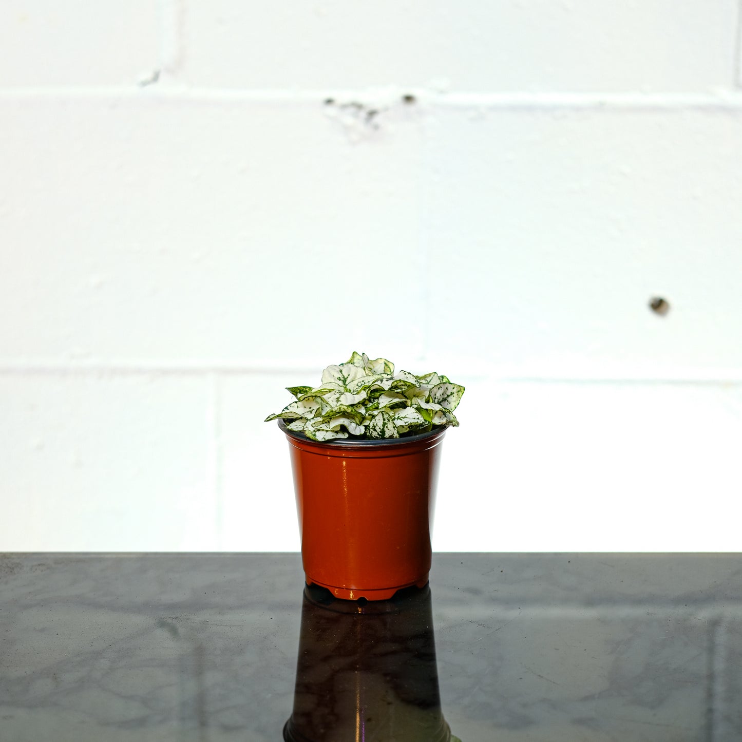 White Polka Dot plant (Hypoestes phyllostachya) in a 4 inch pot. Indoor plant for sale by Promise Supply for delivery and pickup in Toronto