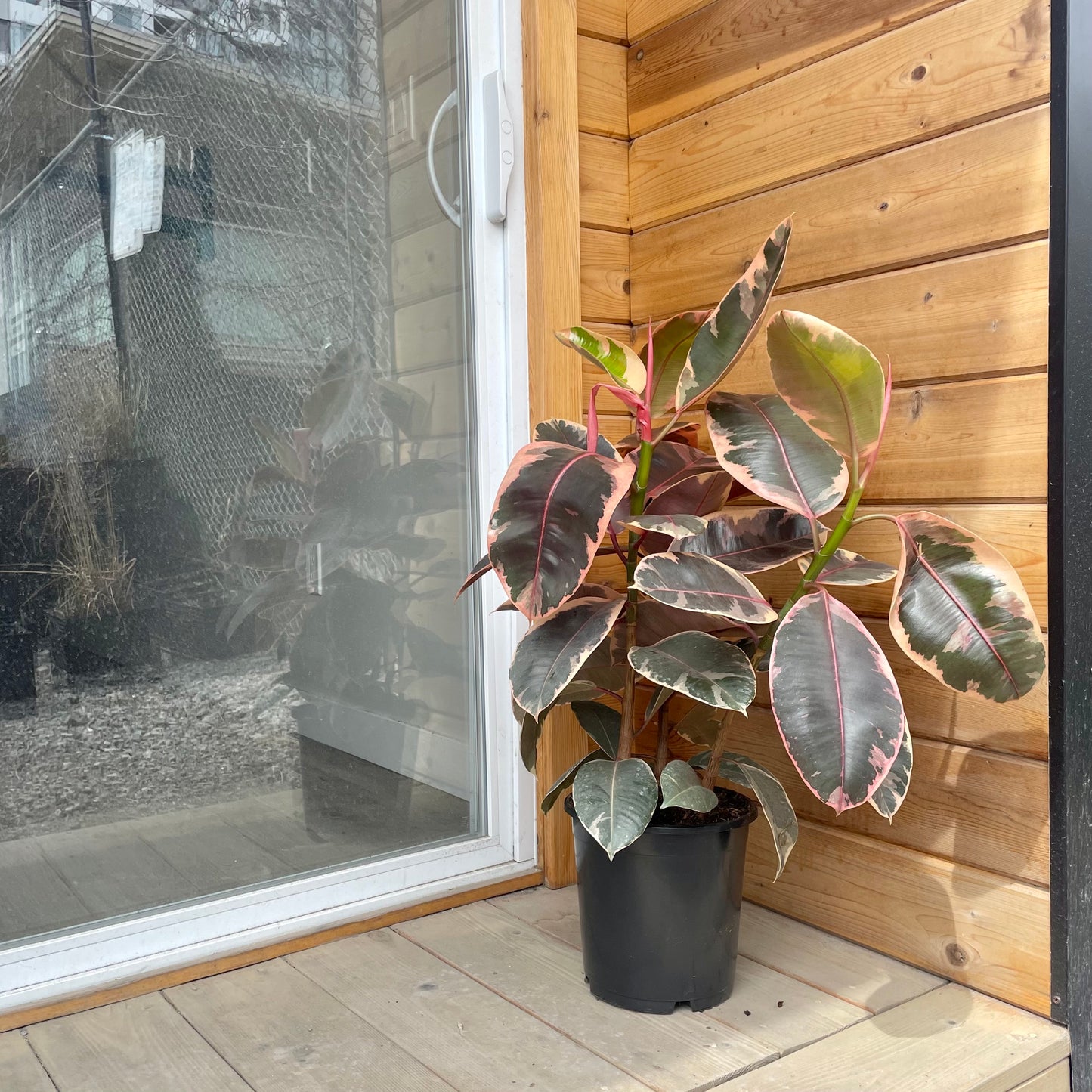Ruby Rubber Plant (Ficus elastica) in a 8 inch pot. Indoor plant for sale by Promise Supply for delivery and pickup in Toronto