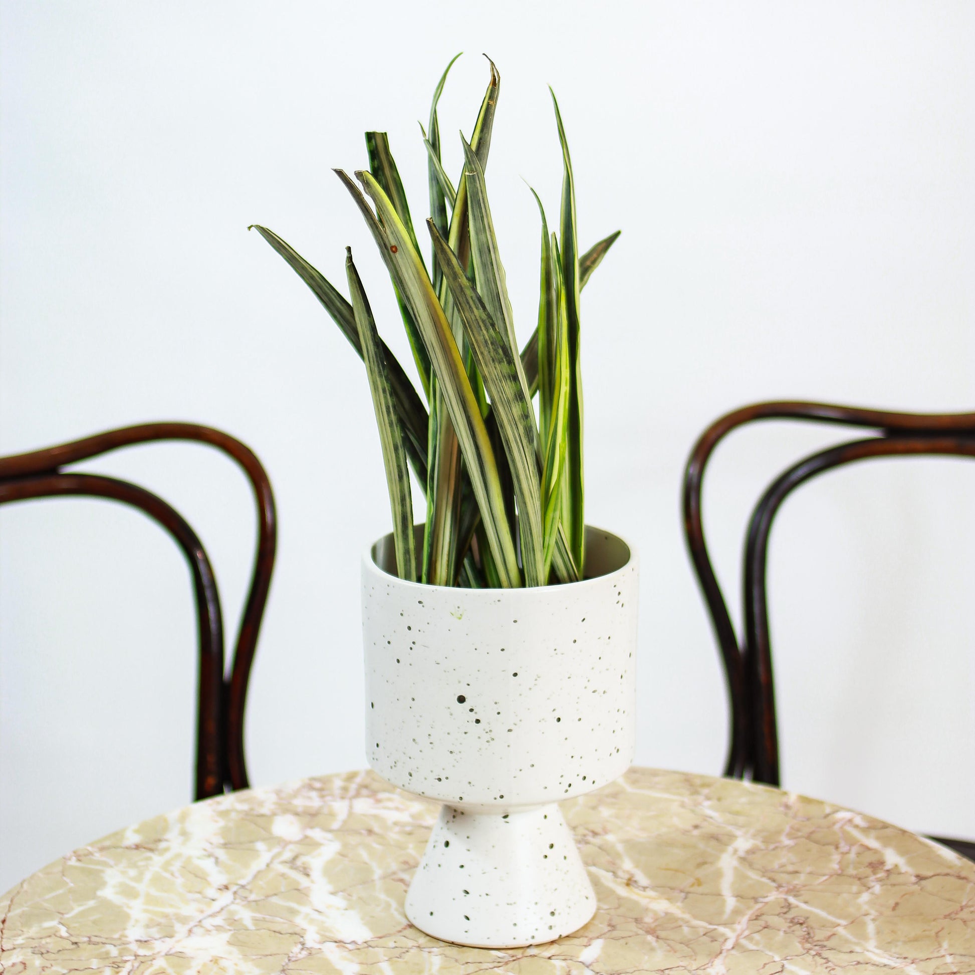 Bantel's Sensation Snake Plant: Sansevieria trifasciata - 6 inch pot — in white planter — indoor plant for sale by Promise Supply for delivery and pickup in Toronto.