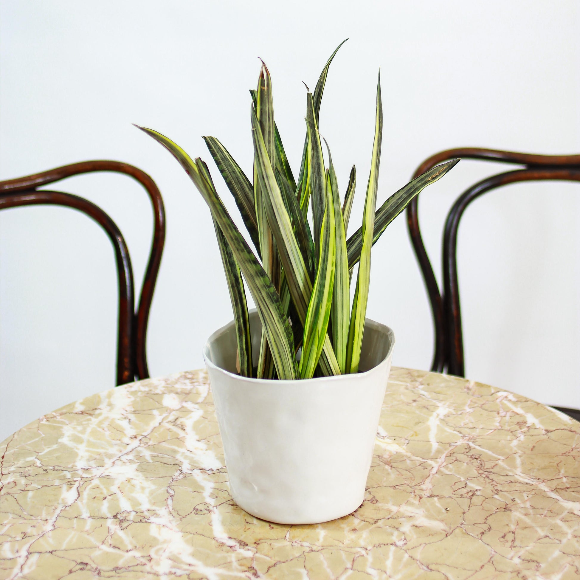 Bantel's Sensation Snake Plant: Sansevieria trifasciata - 6 inch pot — studio photo on white background — indoor plant for sale by Promise Supply for delivery and pickup in Toronto.