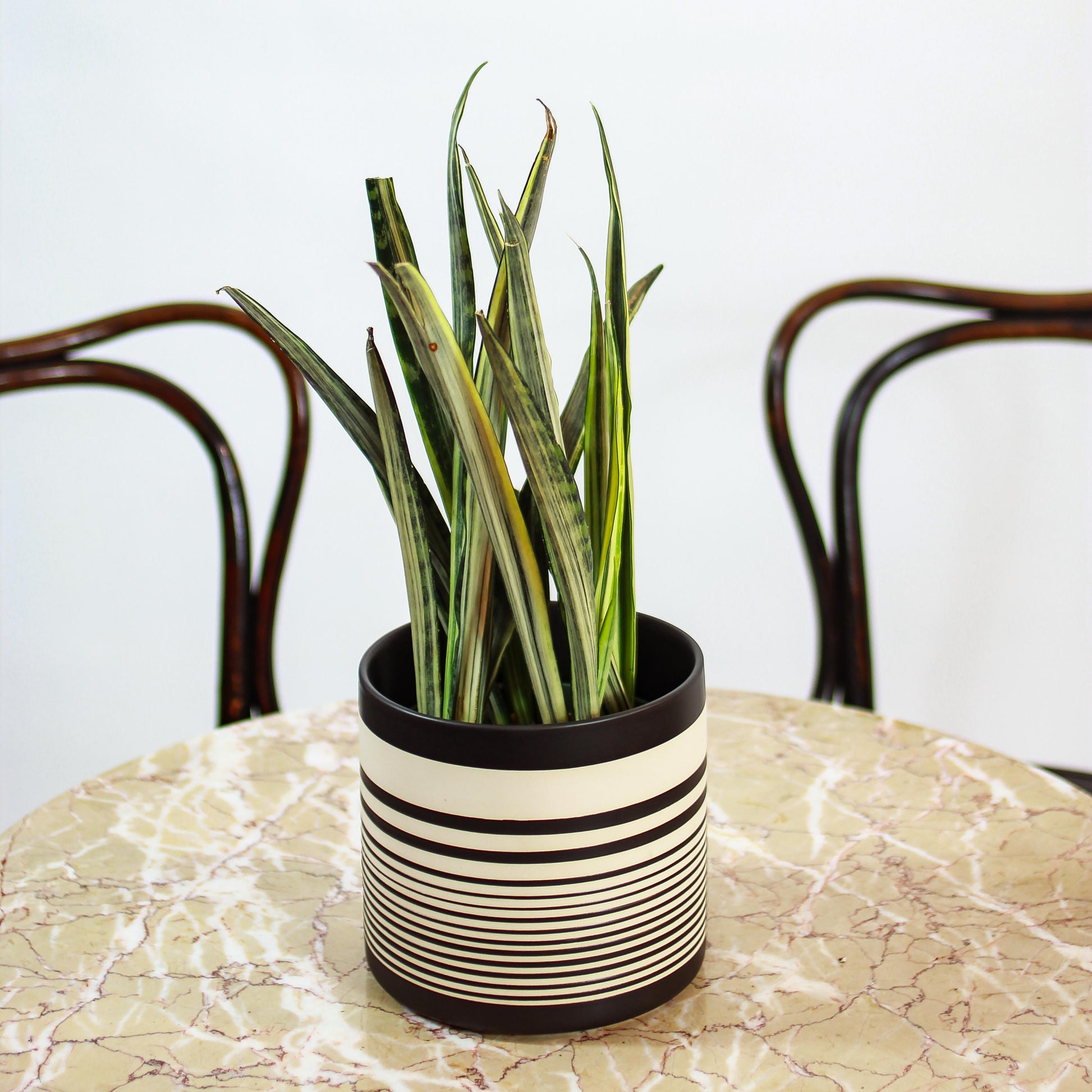Bantel's Sensation Snake Plant: Sansevieria trifasciata - 6 inch pot — in black planter — indoor plant for sale by Promise Supply for delivery and pickup in Toronto.