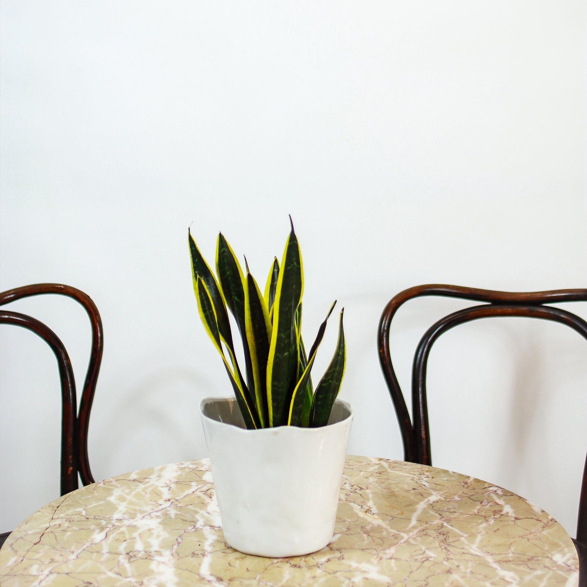 Black Gold Snake Plant: Sansevieria trifasciata - 6 inch pot — in black planter — indoor plant for sale by Promise Supply for delivery and pickup in Toronto.
