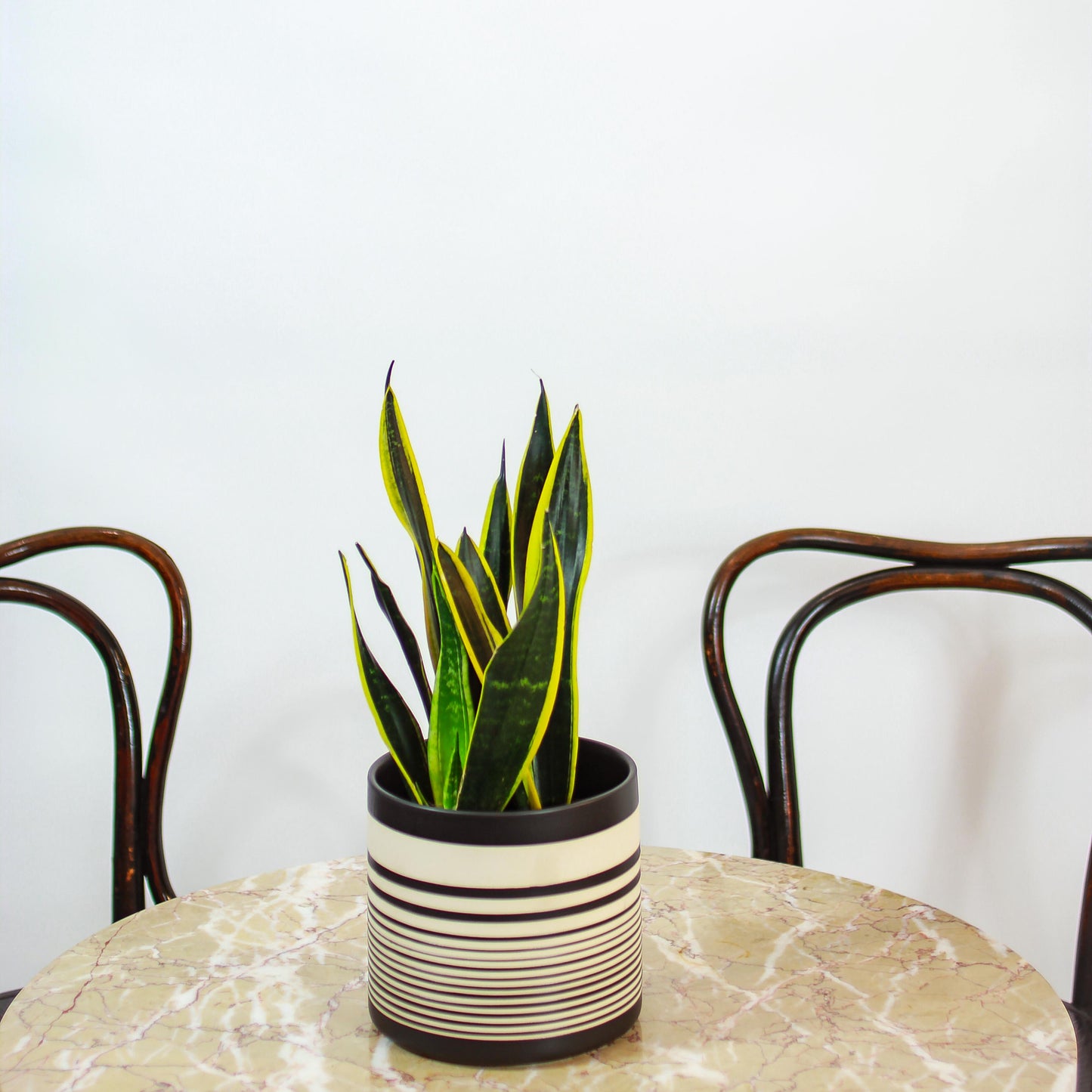 Black Gold Snake Plant (Sansevieria trifasciata 'Black Gold') in a 6 inch pot. Indoor plant for sale by Promise Supply for delivery and pickup in Toronto