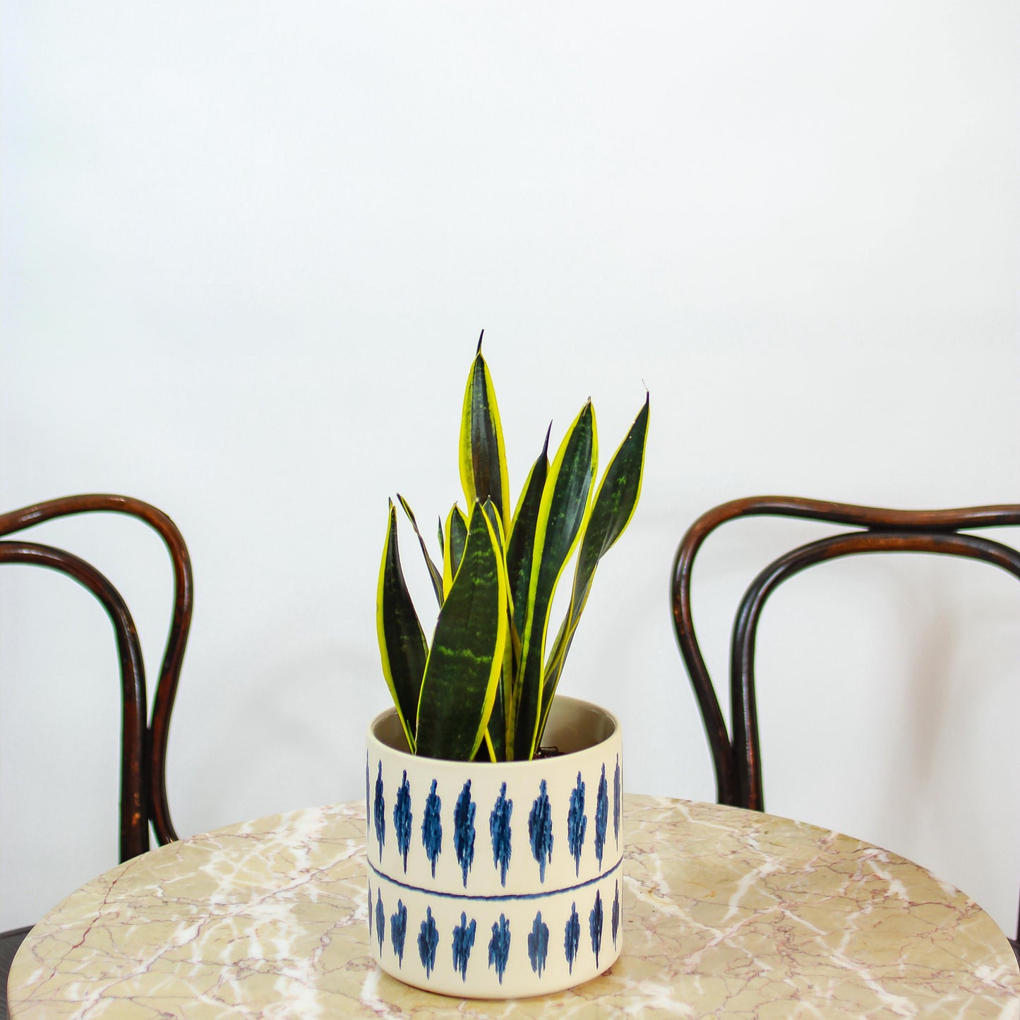 Black Gold Snake Plant (Sansevieria trifasciata 'Black Gold') in a 6 inch pot. Indoor plant for sale by Promise Supply for delivery and pickup in Toronto