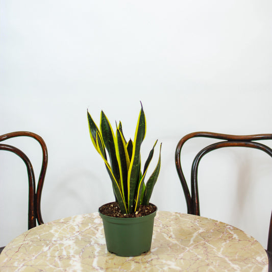 Black Gold Snake Plant: Sansevieria trifasciata - 6 inch pot — in black planter — indoor plant for sale by Promise Supply for delivery and pickup in Toronto.