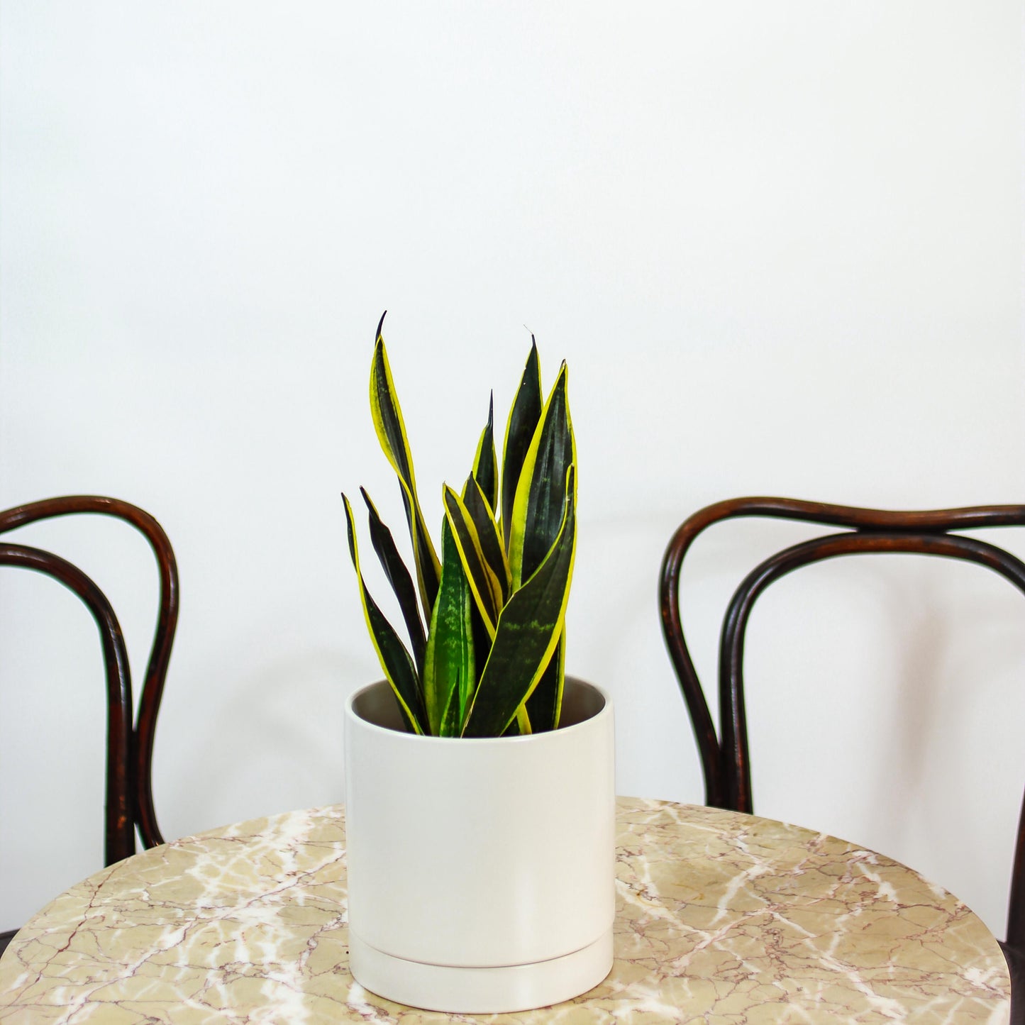 Black Gold Snake Plant (Sansevieria trifasciata 'Black Gold') in a 6 inch pot. Indoor plant for sale by Promise Supply for delivery and pickup in Toronto