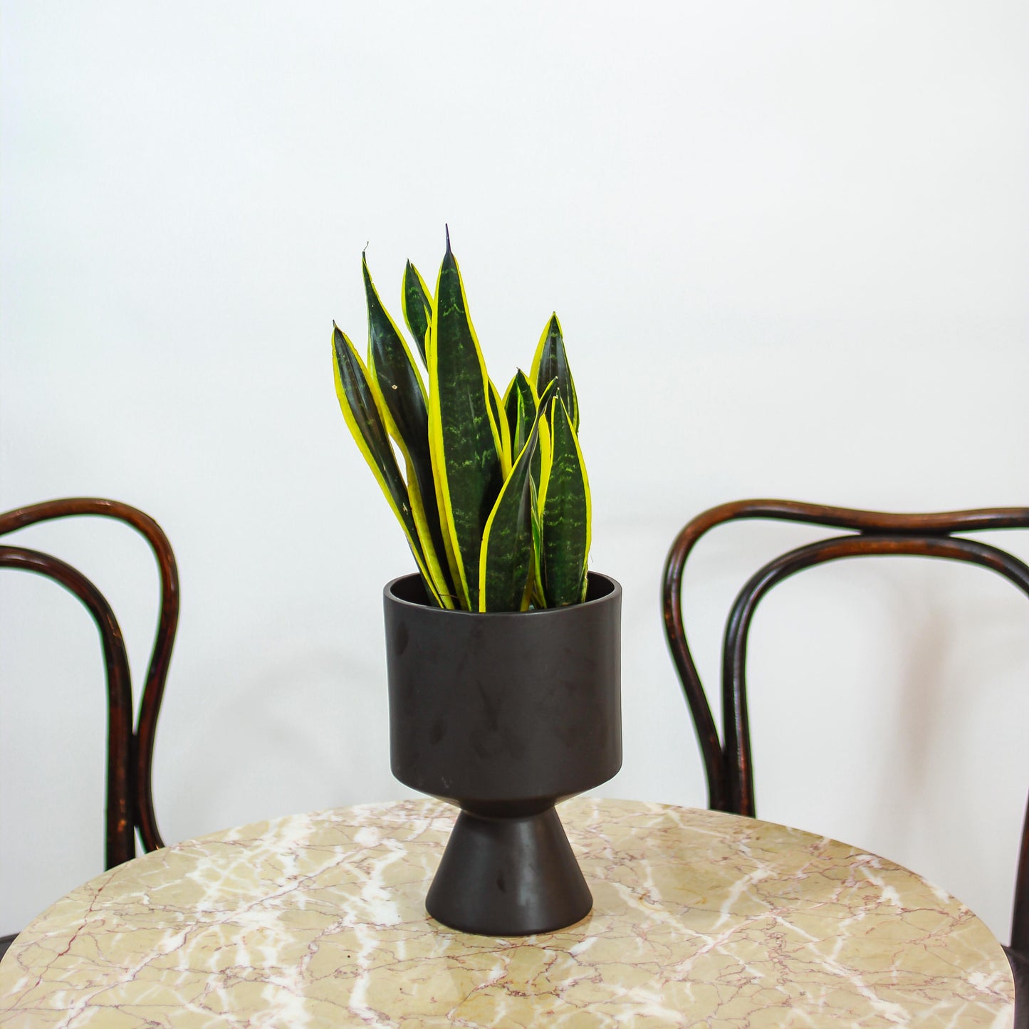 Black Gold Snake Plant (Sansevieria trifasciata 'Black Gold') in a 6 inch pot. Indoor plant for sale by Promise Supply for delivery and pickup in Toronto