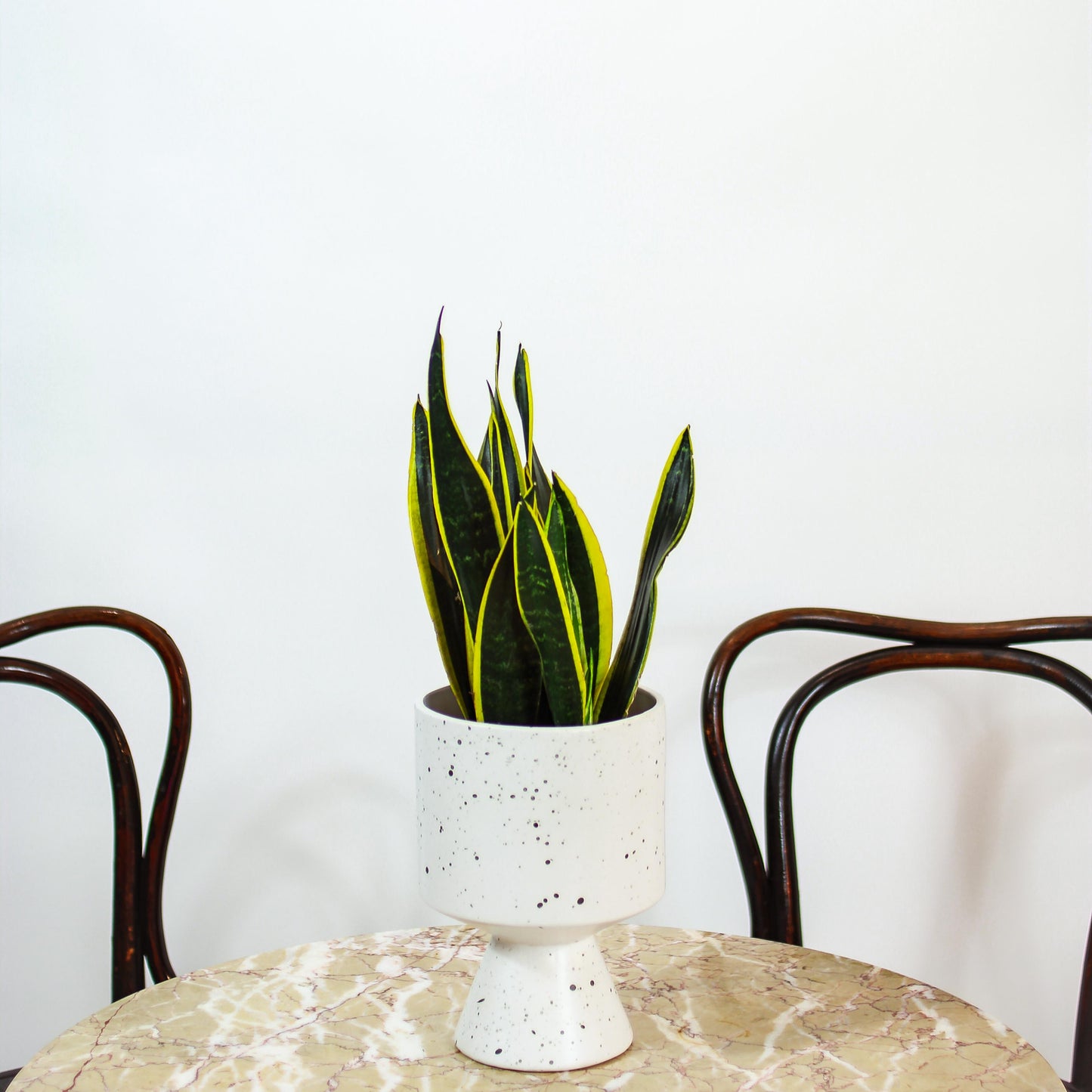 Black Gold Snake Plant (Sansevieria trifasciata 'Black Gold') in a 6 inch pot. Indoor plant for sale by Promise Supply for delivery and pickup in Toronto