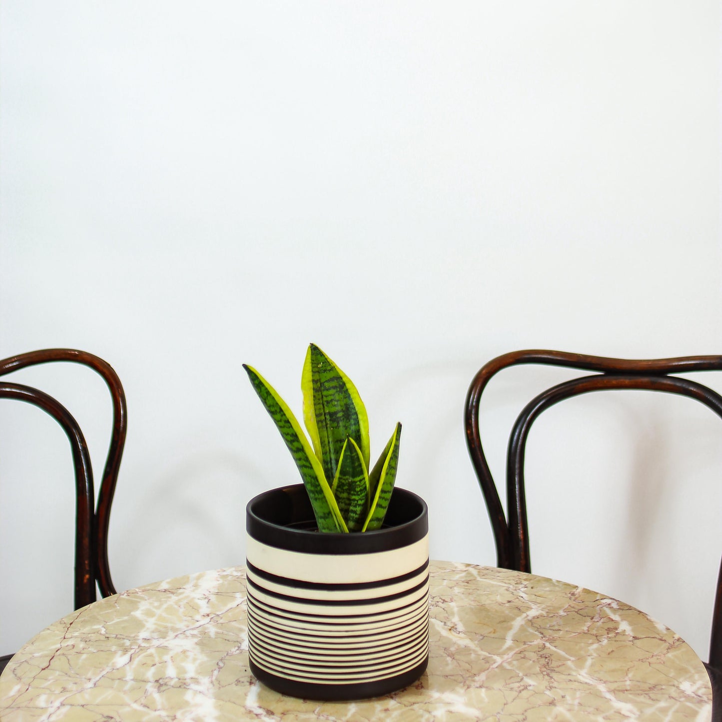 Yellow Snake Plant (Sansevieria trifasciata 'Futura Superba Laurentii') in a 6 inch pot. Indoor plant for sale by Promise Supply for delivery and pickup in Toronto