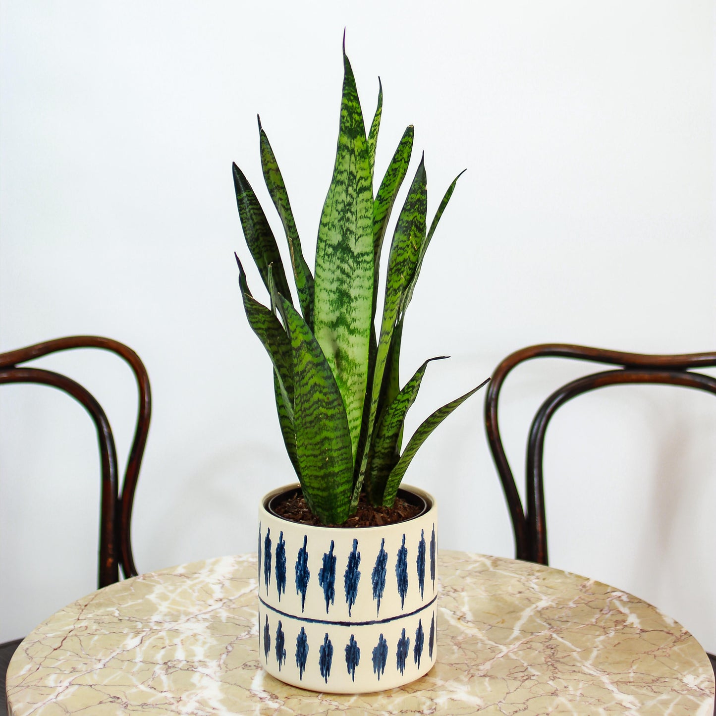 Green Snake Plant (Sansevieria trifasciata 'Zeylanica') in a 6 inch pot. Indoor plant for sale by Promise Supply for delivery and pickup in Toronto