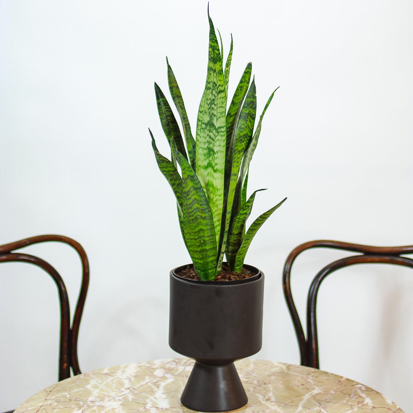 Green Snake Plant (Sansevieria trifasciata 'Zeylanica') in a 6 inch pot. Indoor plant for sale by Promise Supply for delivery and pickup in Toronto